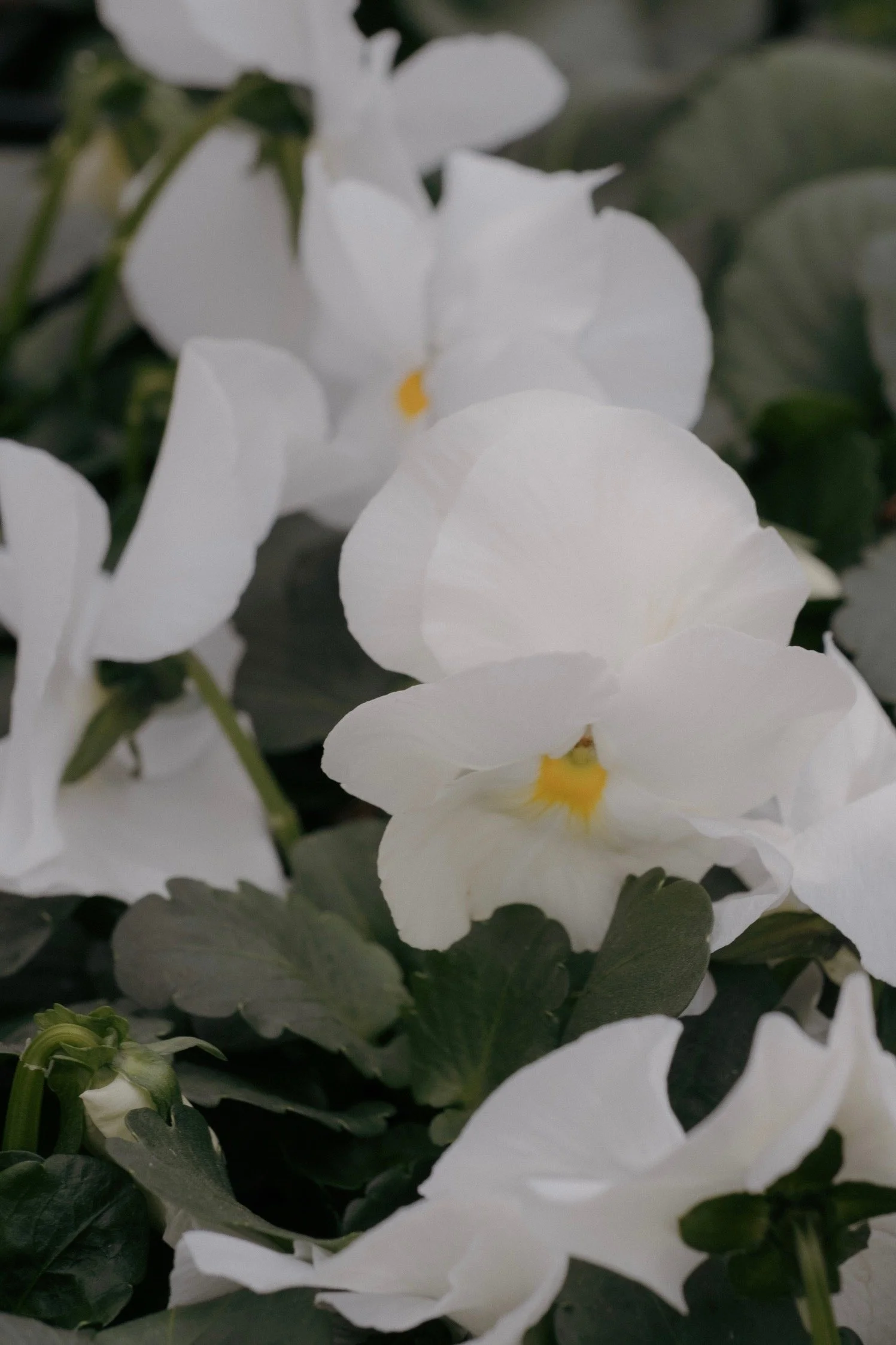 Hvite blomster med gule midtpunkt og grønne blader.