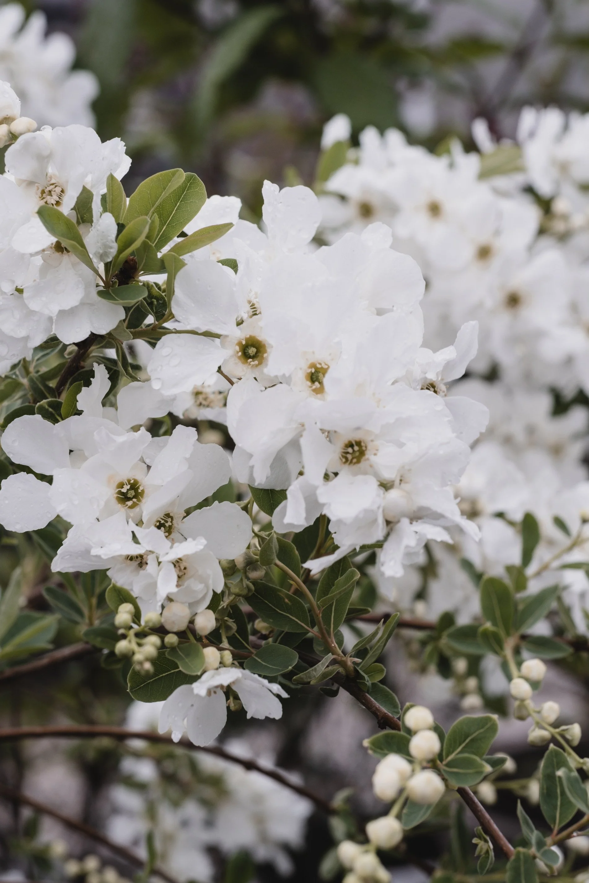 Hvite blomster på busk med grønne blader og vannperler.