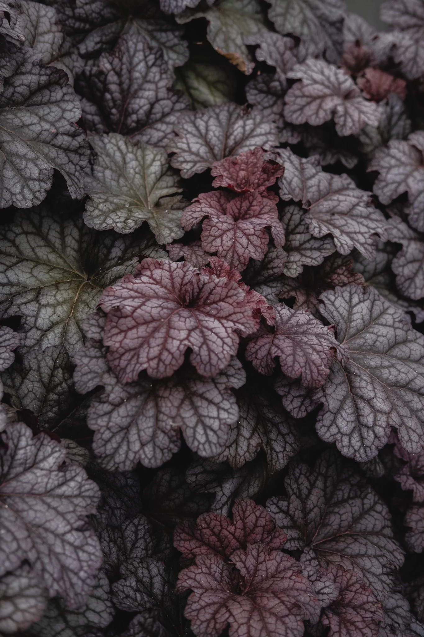 Nærbilde av blader med mørk lilla og grå farge og tydelige venetasjoner.