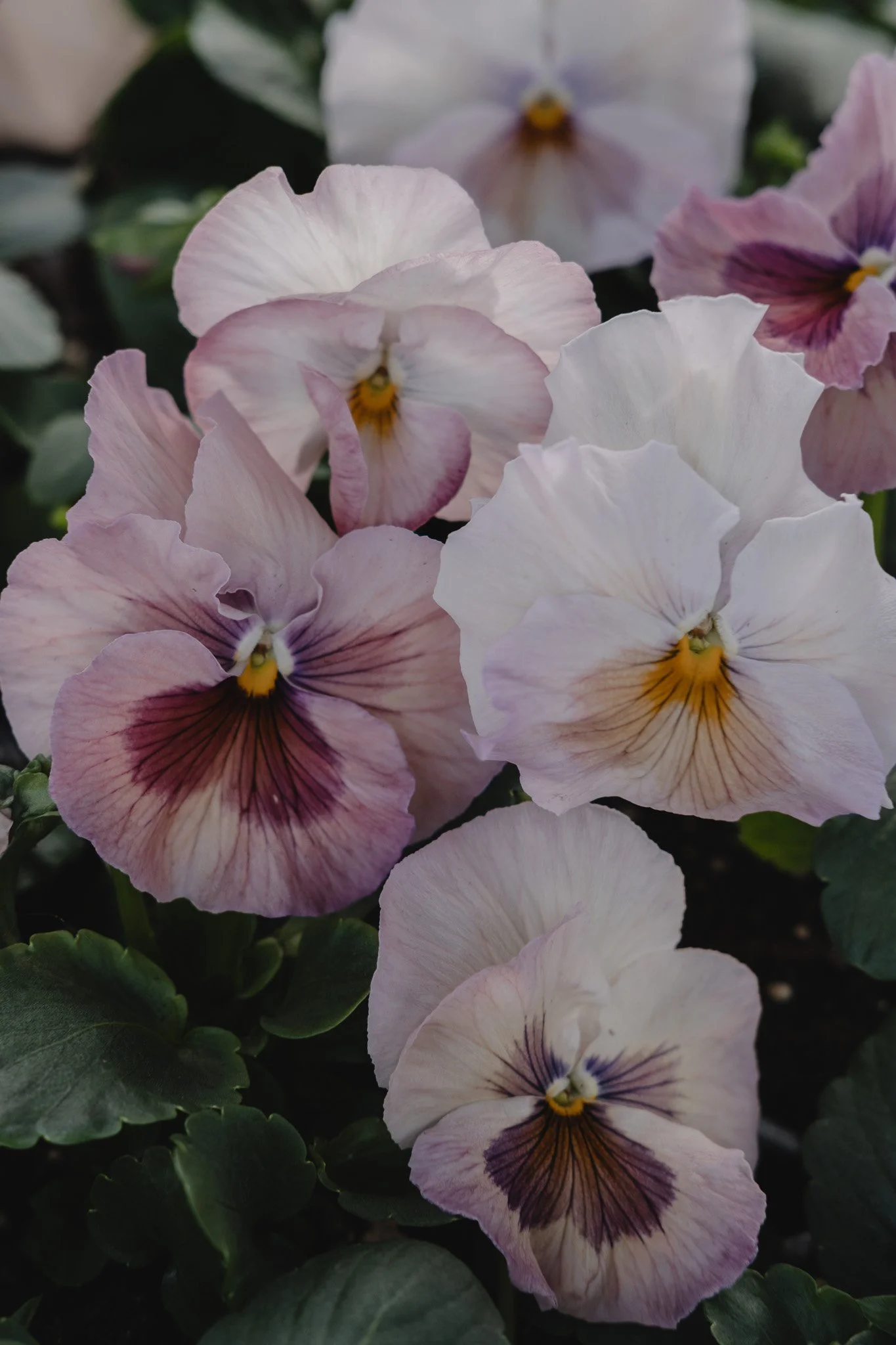 Fargerike blomster, mest hvite og rosa med noen som har mørkere fiolette og gule detaljer, i en hage