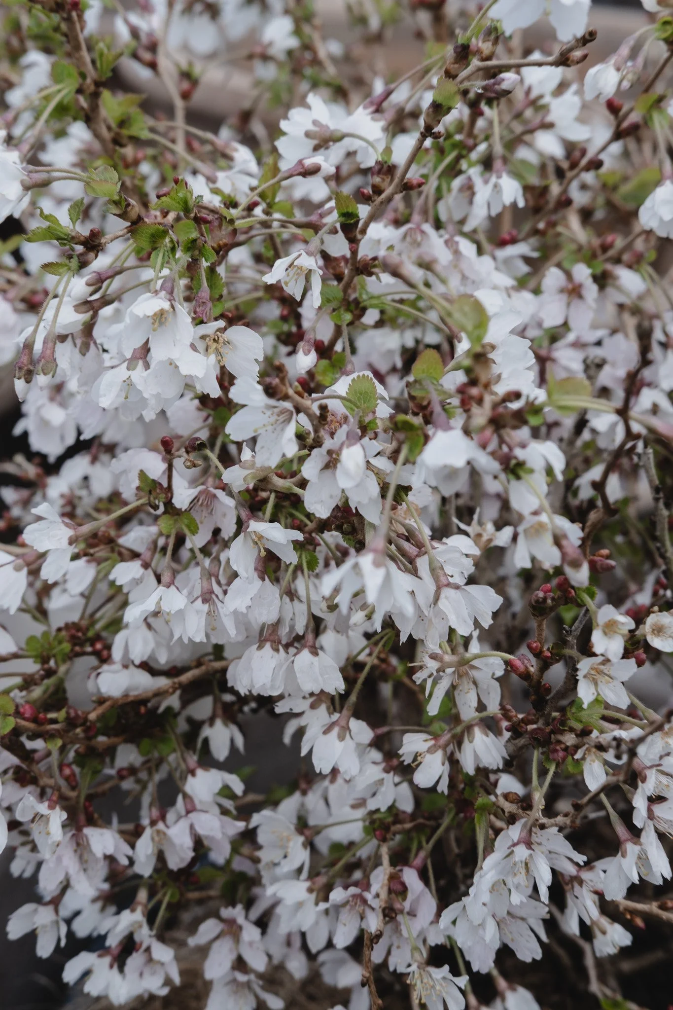 Hvite blomster på busk med grønne blader og brune greiner.