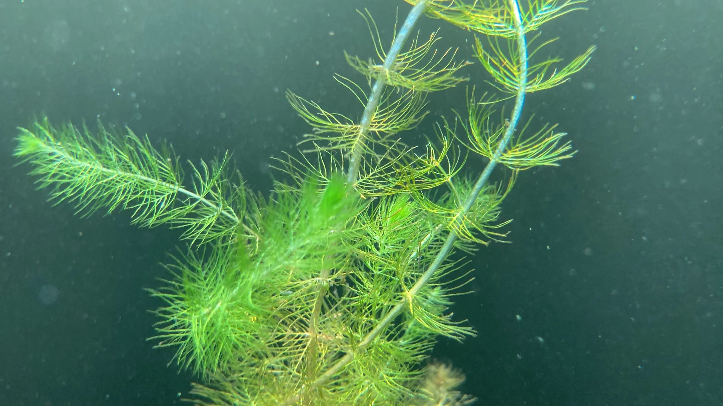 Milfoil as seen by Nick Rowell