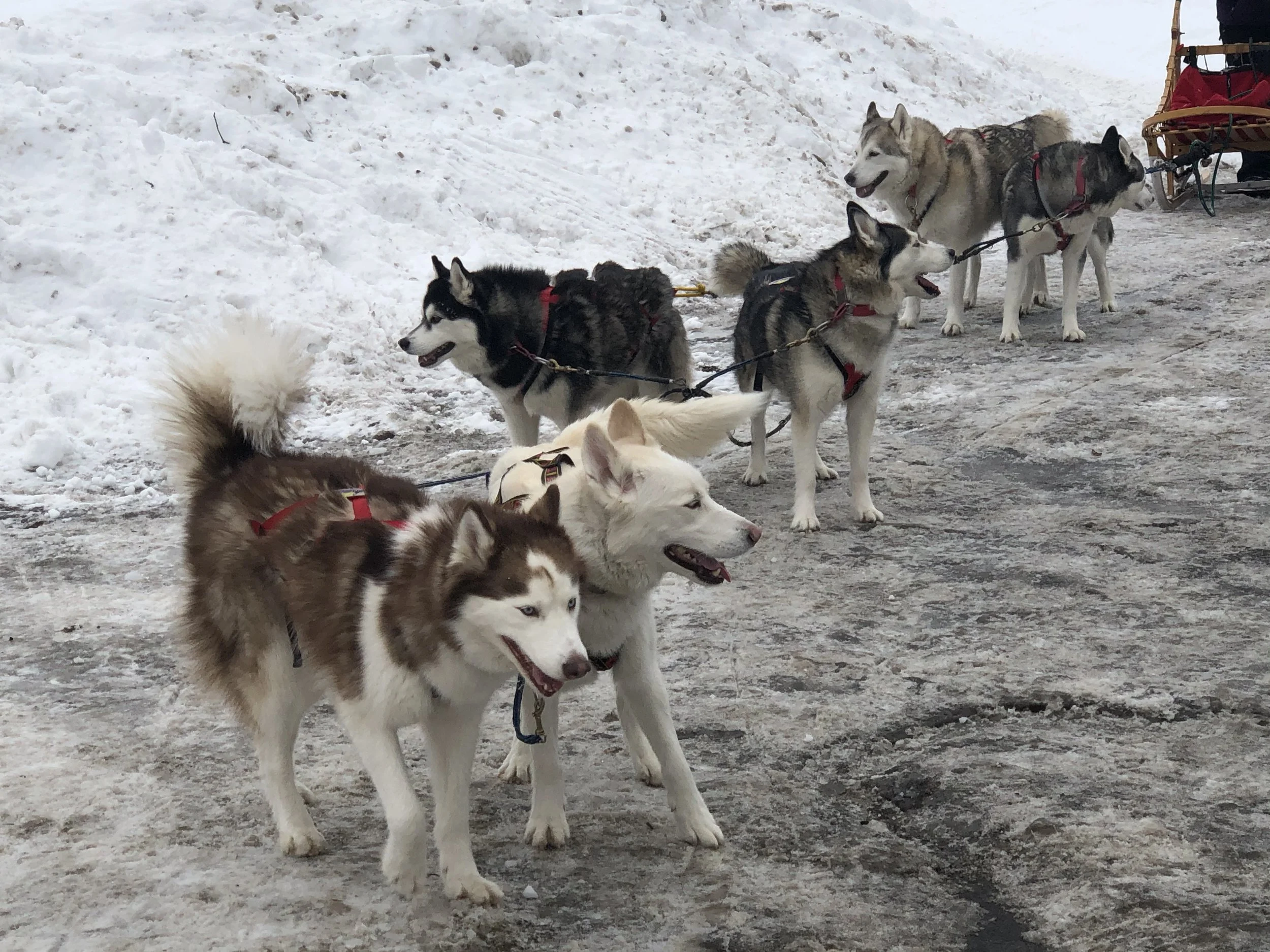 Sled dogs 