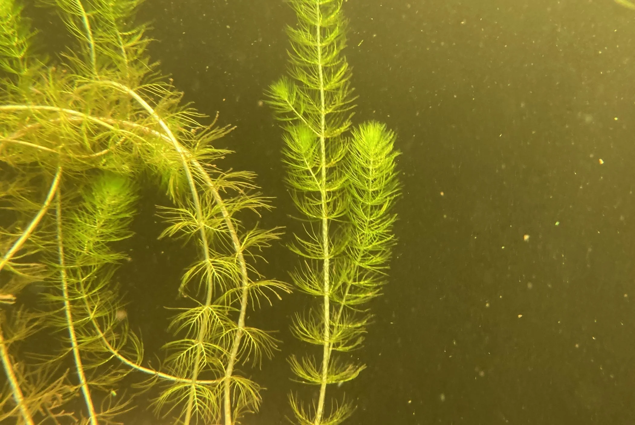 Green aquatic plants with fine, feathery leaves floating underwater.