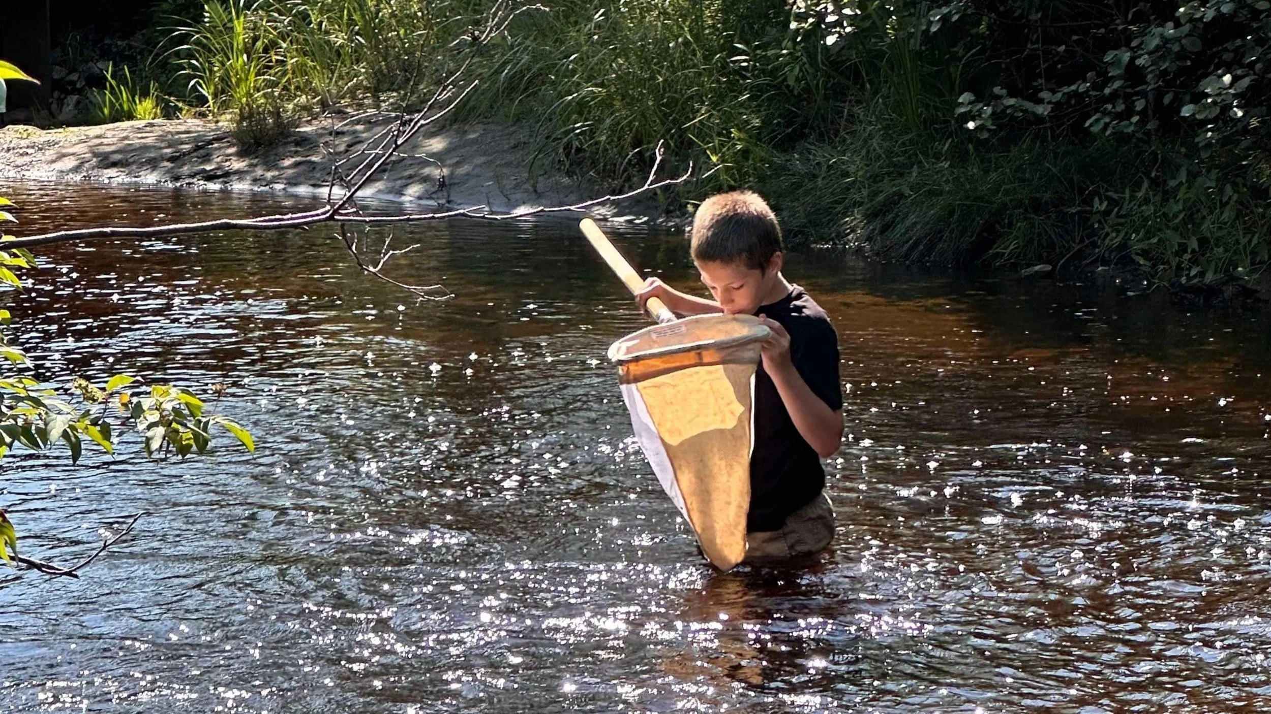A young boy wading in a shallow creek, holding a butterfly net, surrounded by trees and bushes.