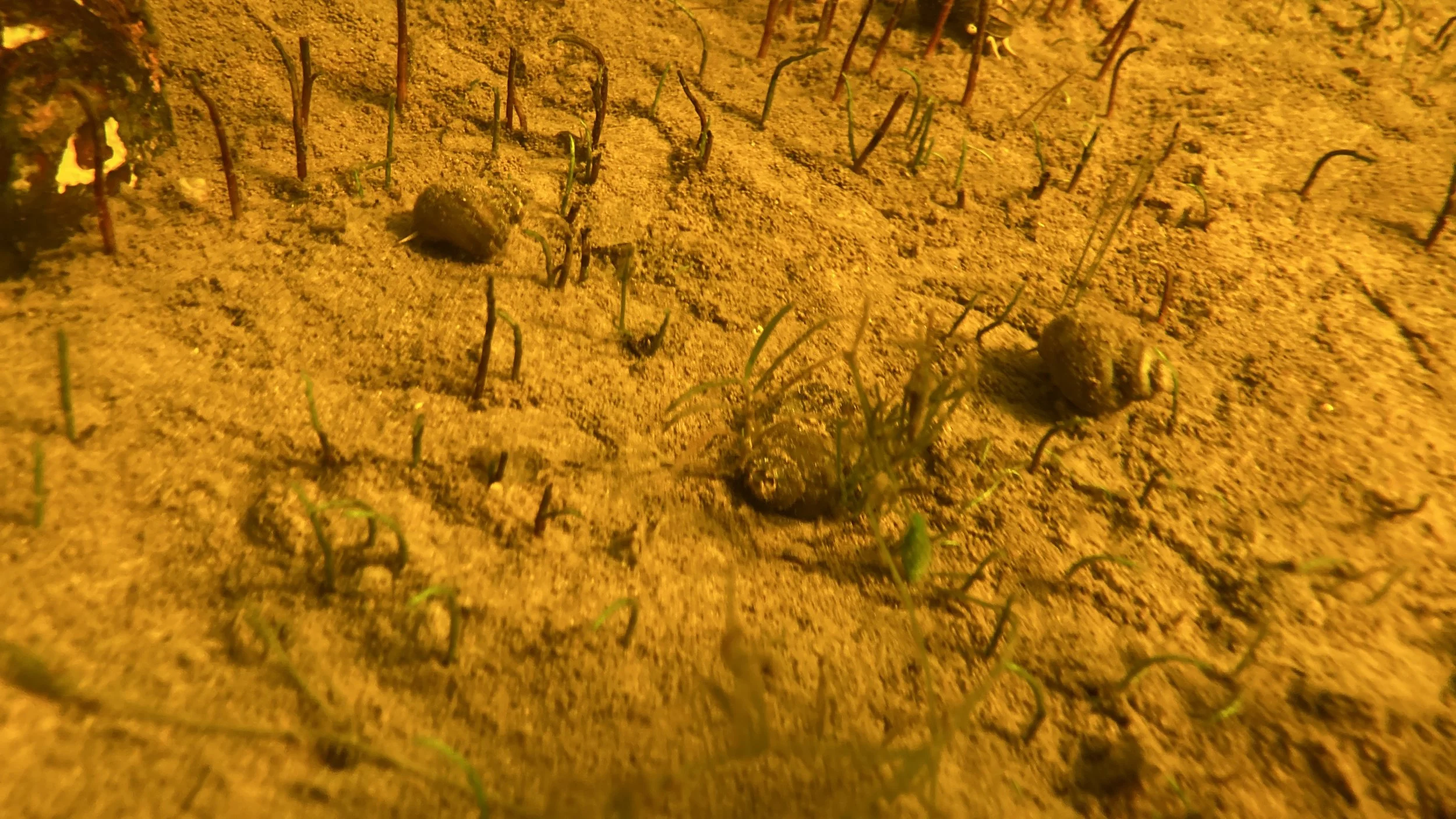 Lake bottom view from Nick Rowell