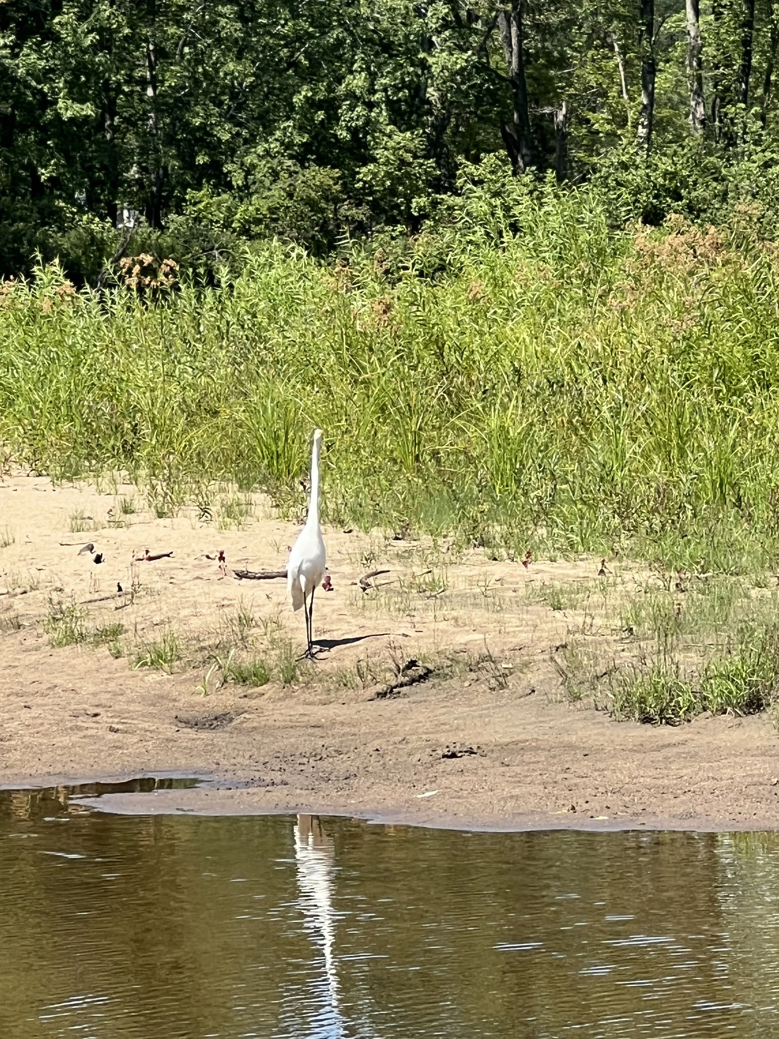 White Heron at Dog Beach