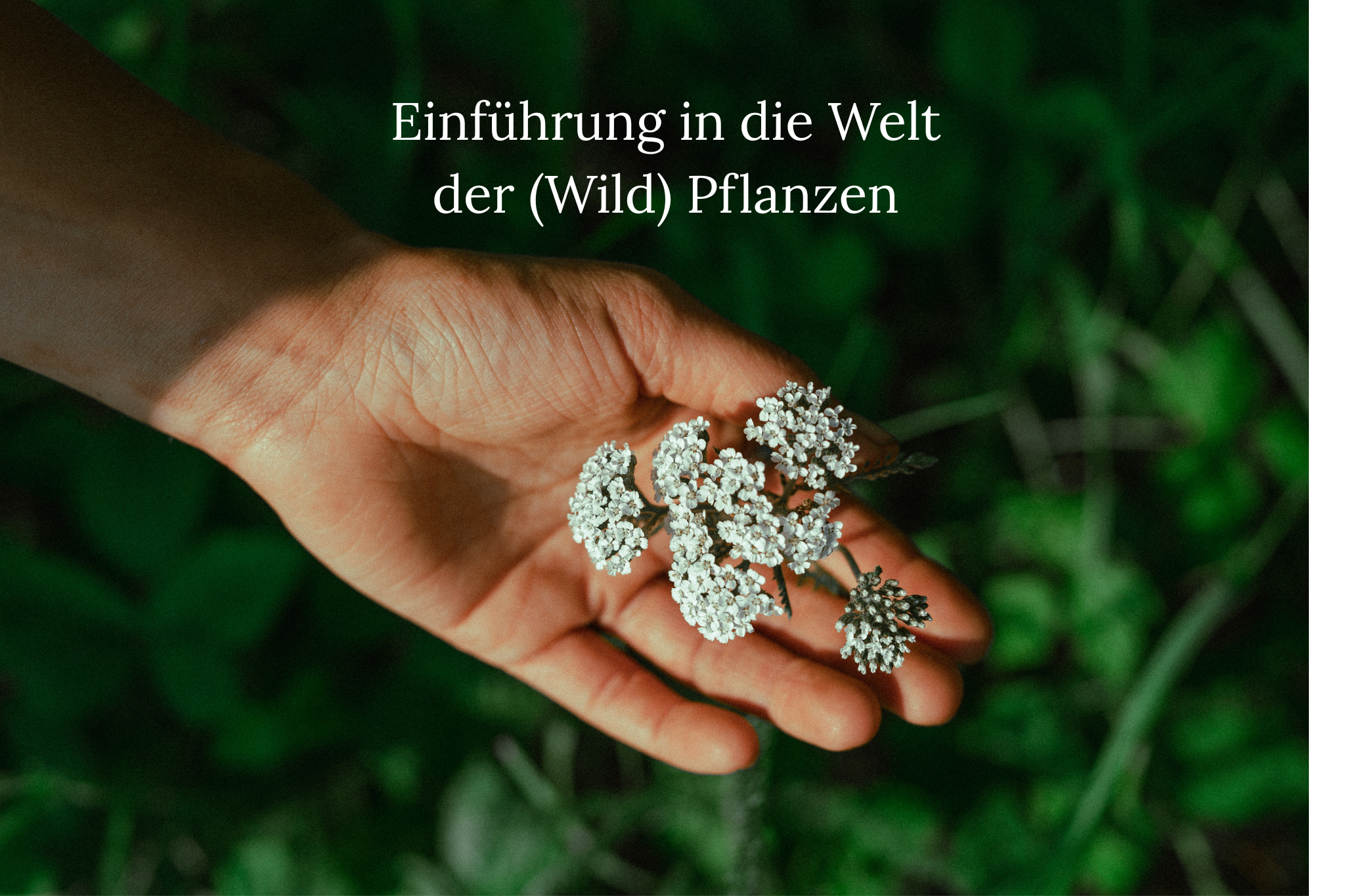 Einführung in die Welt der (Wild) Pflanzen 