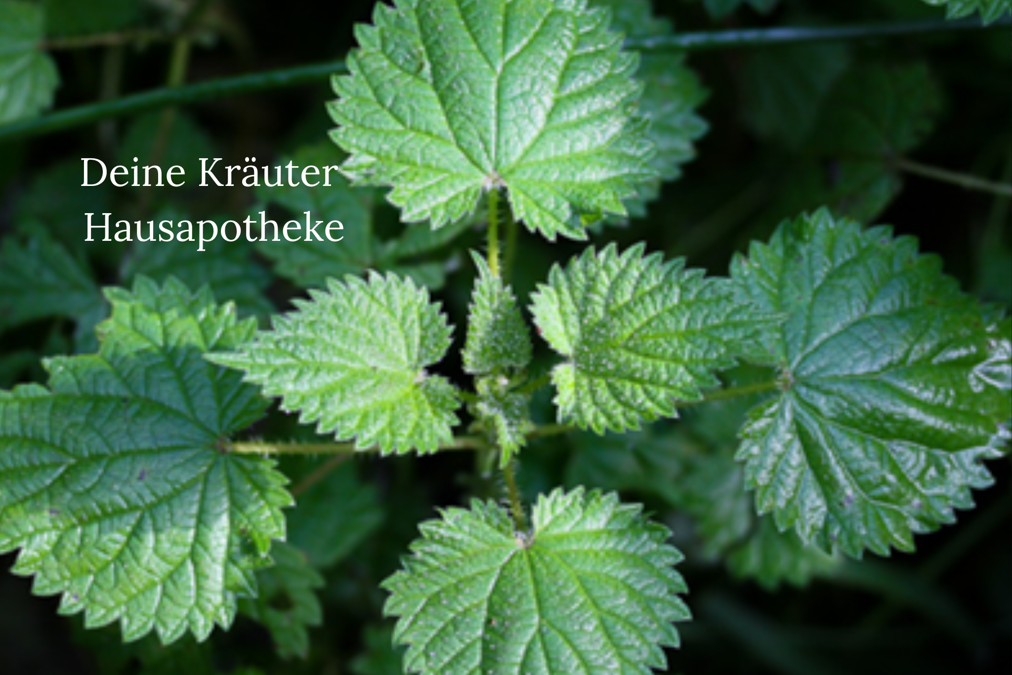 Dein Kräuter Hausapotheke 