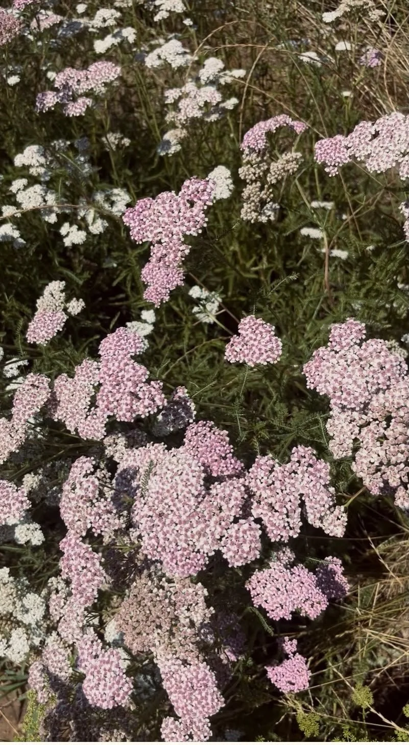 Achillea Millefolium – Folklore, Signature and (Some of the many) Uses