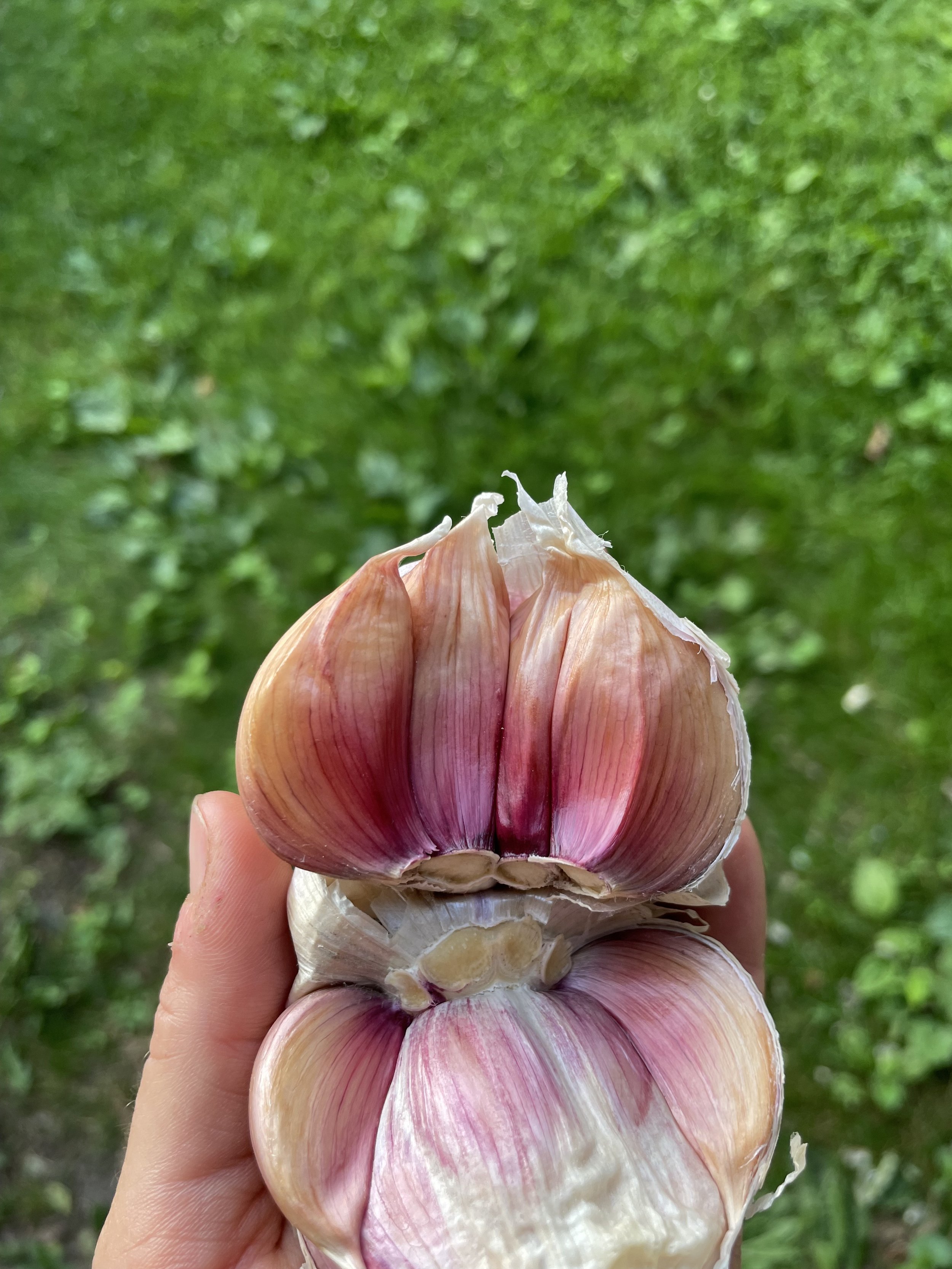 Garlic - 5 pounds ($15 per pound) + $16 Shipping