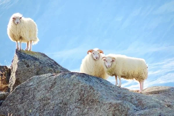 Iceland sheep copy.jpg