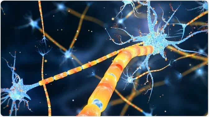 Why Do Adolescents Suck At Impulse Control and Sound Decision Making? Answer Is Found in the Brain!