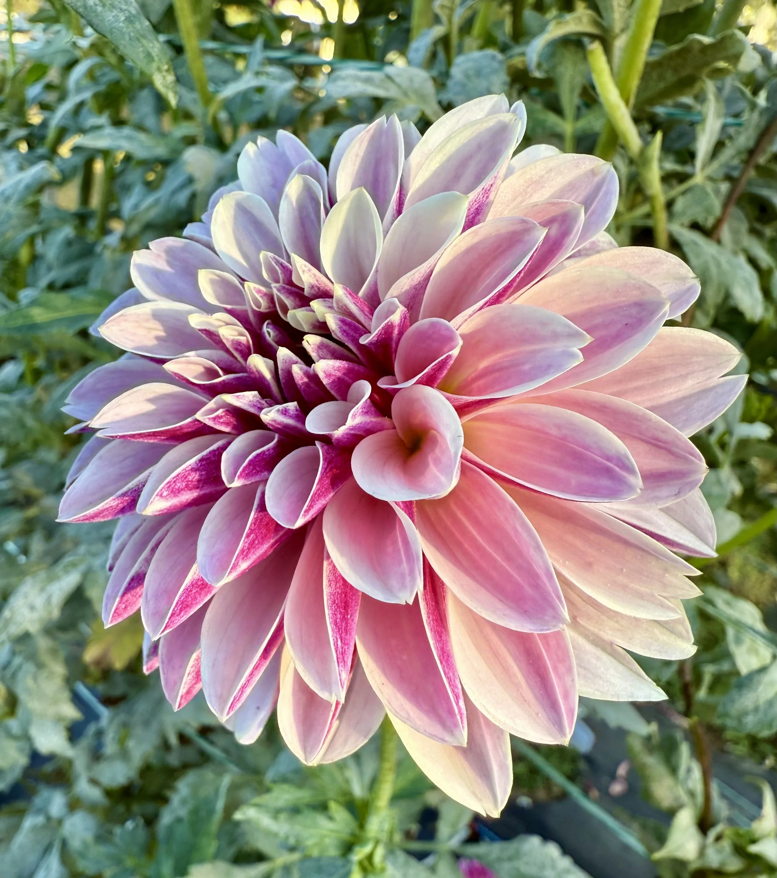 Salish Twilight Girl