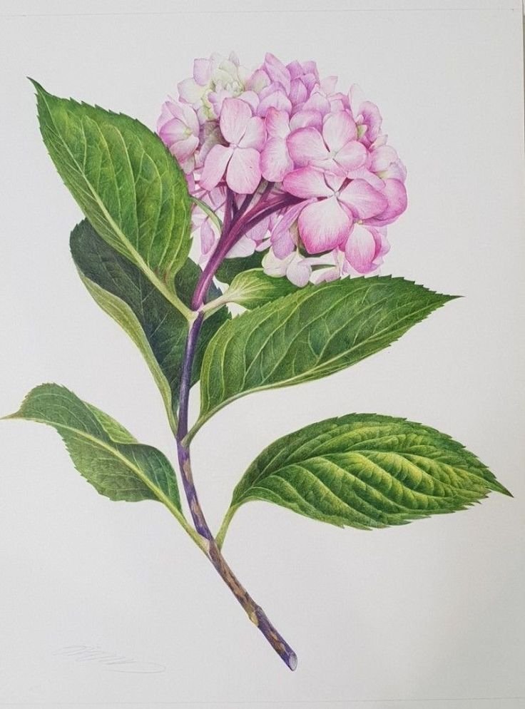hydrangea.jpg
