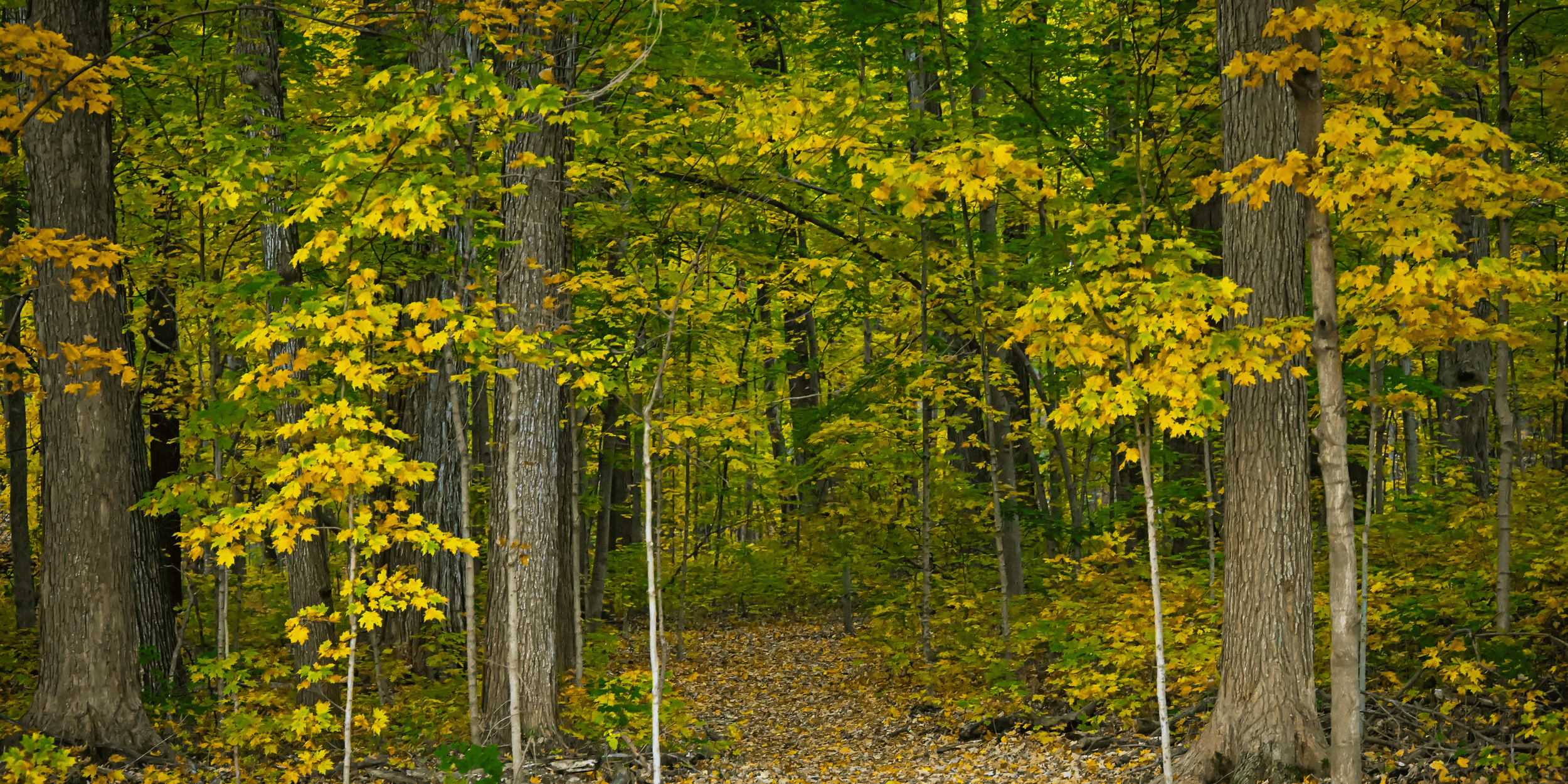 michigan trees hero image