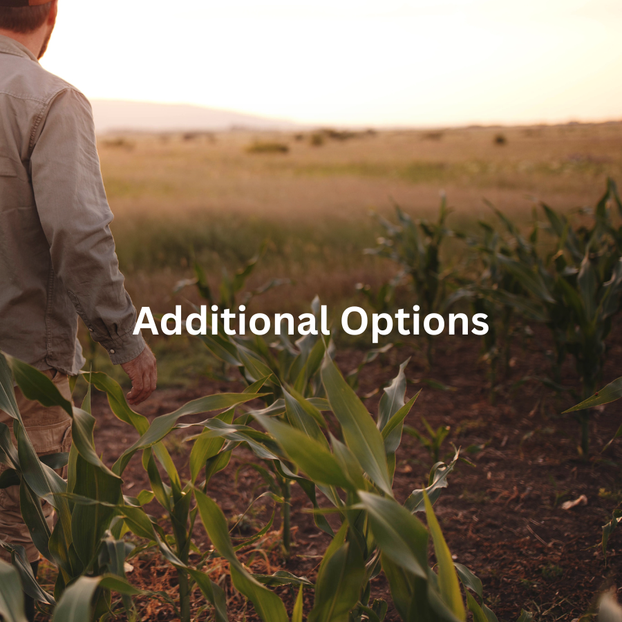 man walking through cornfield