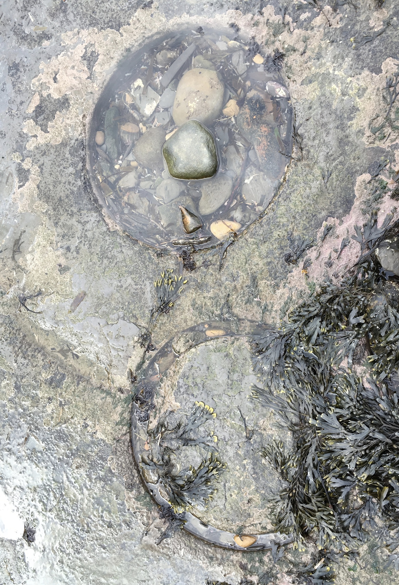 Rock pool 2.png