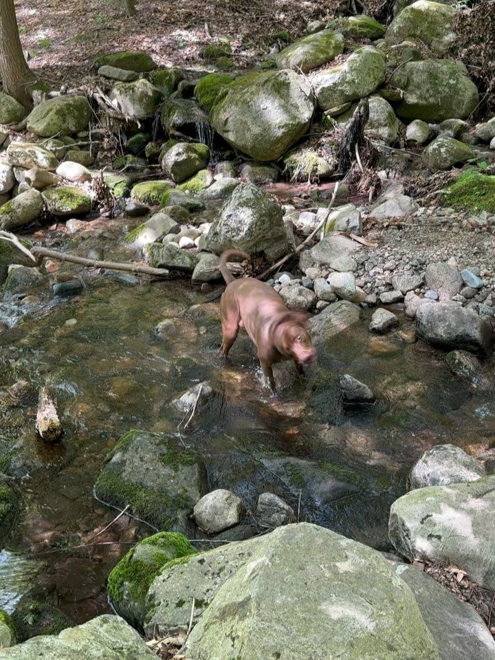 swamp dog summer ✌🏼