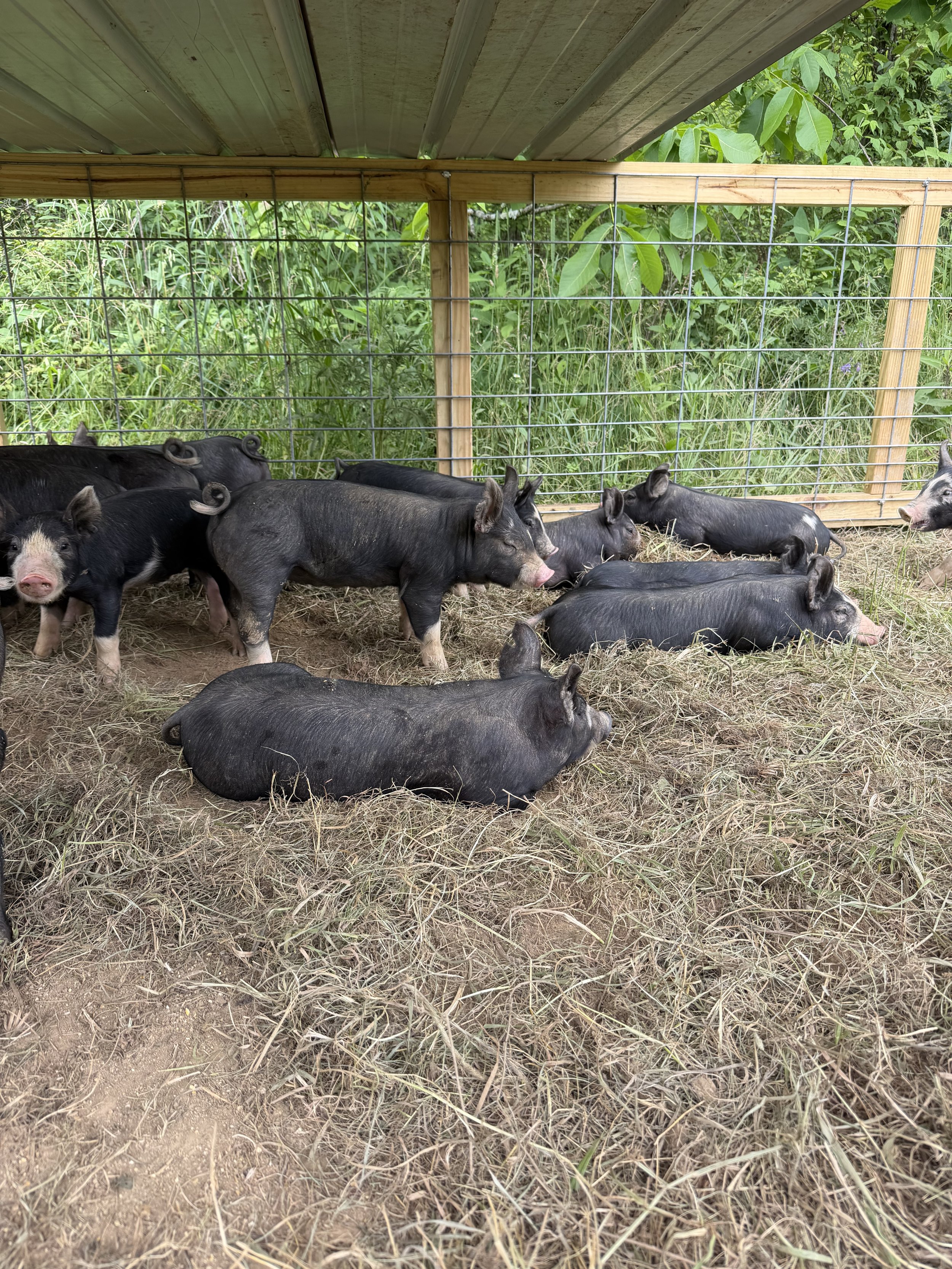Tulip Hayes Farm Berkshire pasture raised pork and pigs