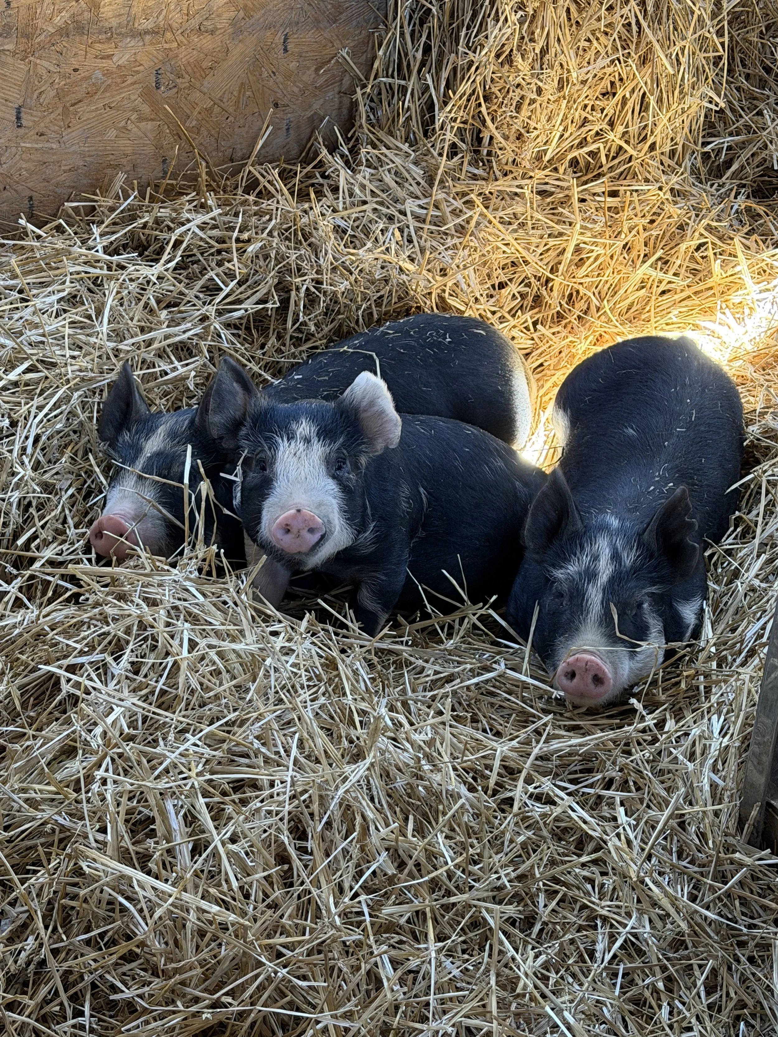 Tulip Hayes Farm Berkshire pasture raised pork and pigs