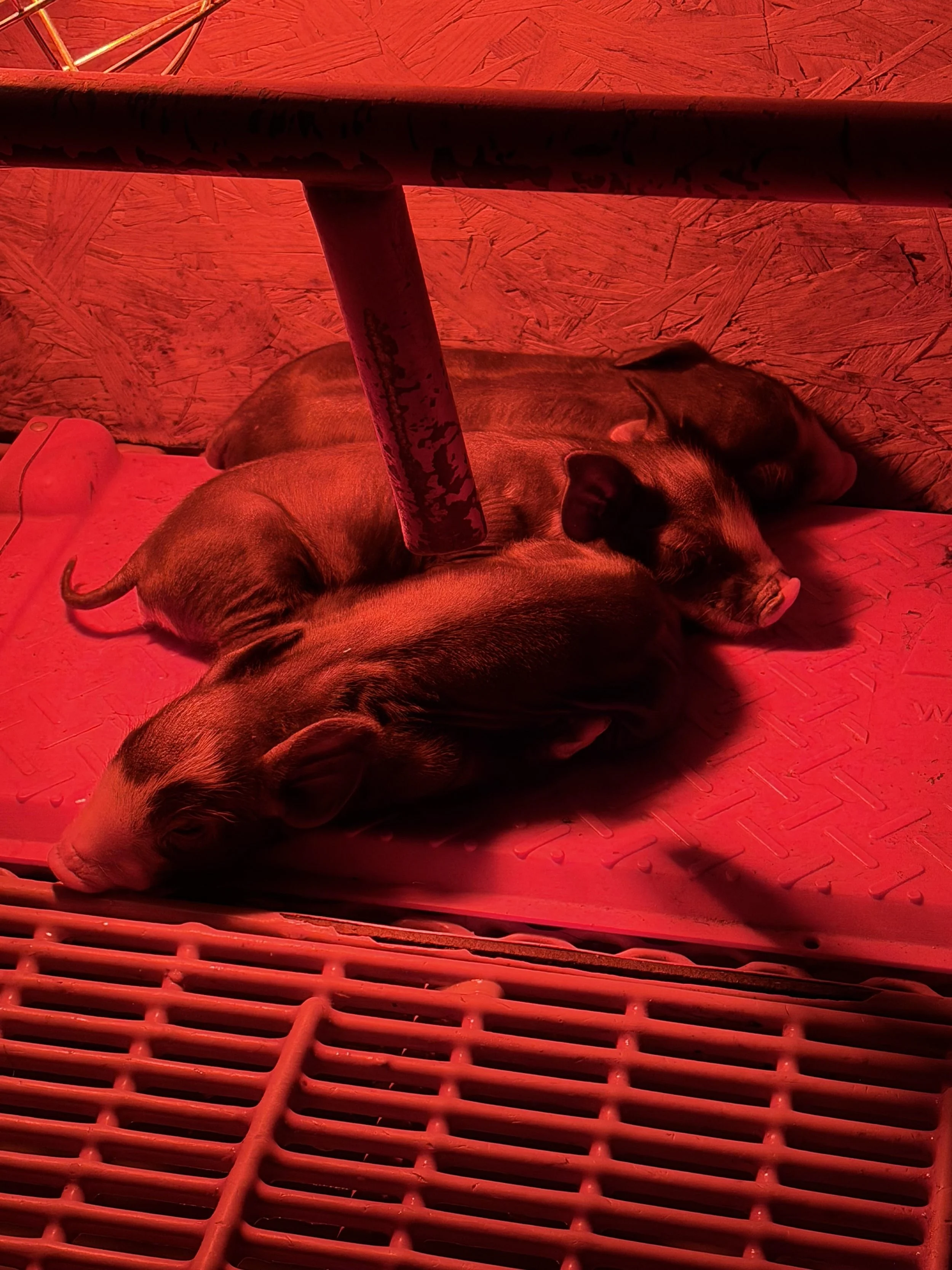 tulip hayes farm berkshire pigs