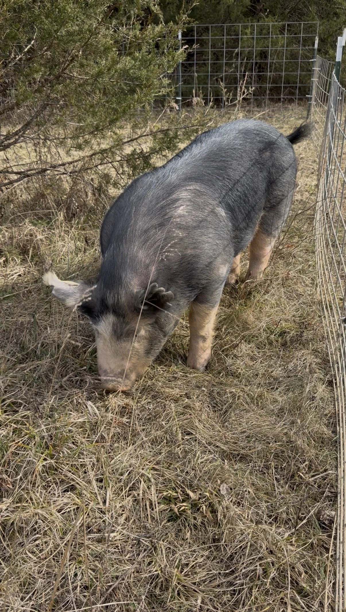 A pig with black and white fur is grazing on dry grass in an outdoor pen with wire fencing and some shrubbery.