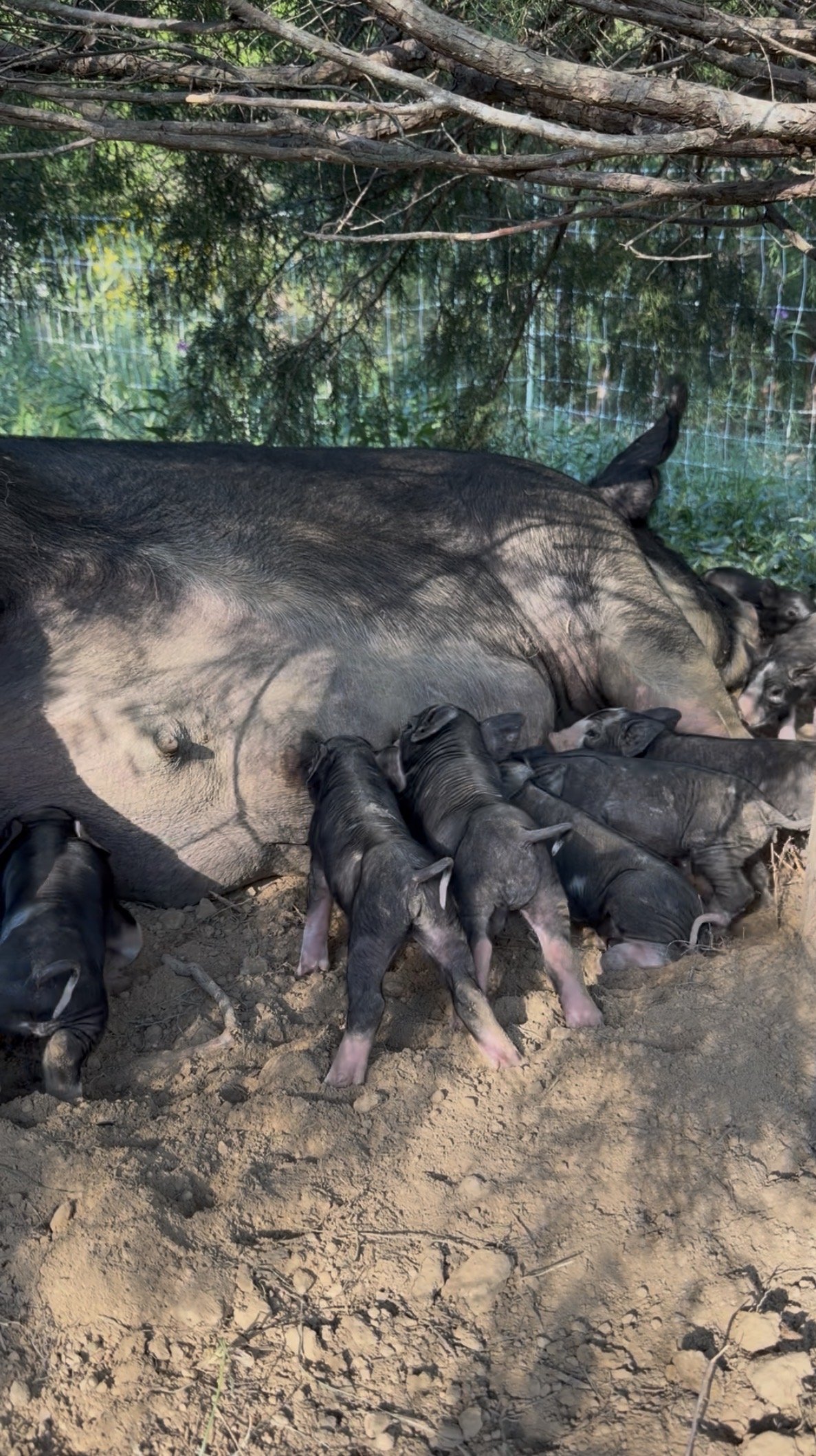 Tulip Hayes Farm Berkshire pasture raised pork and pigs Litter #11