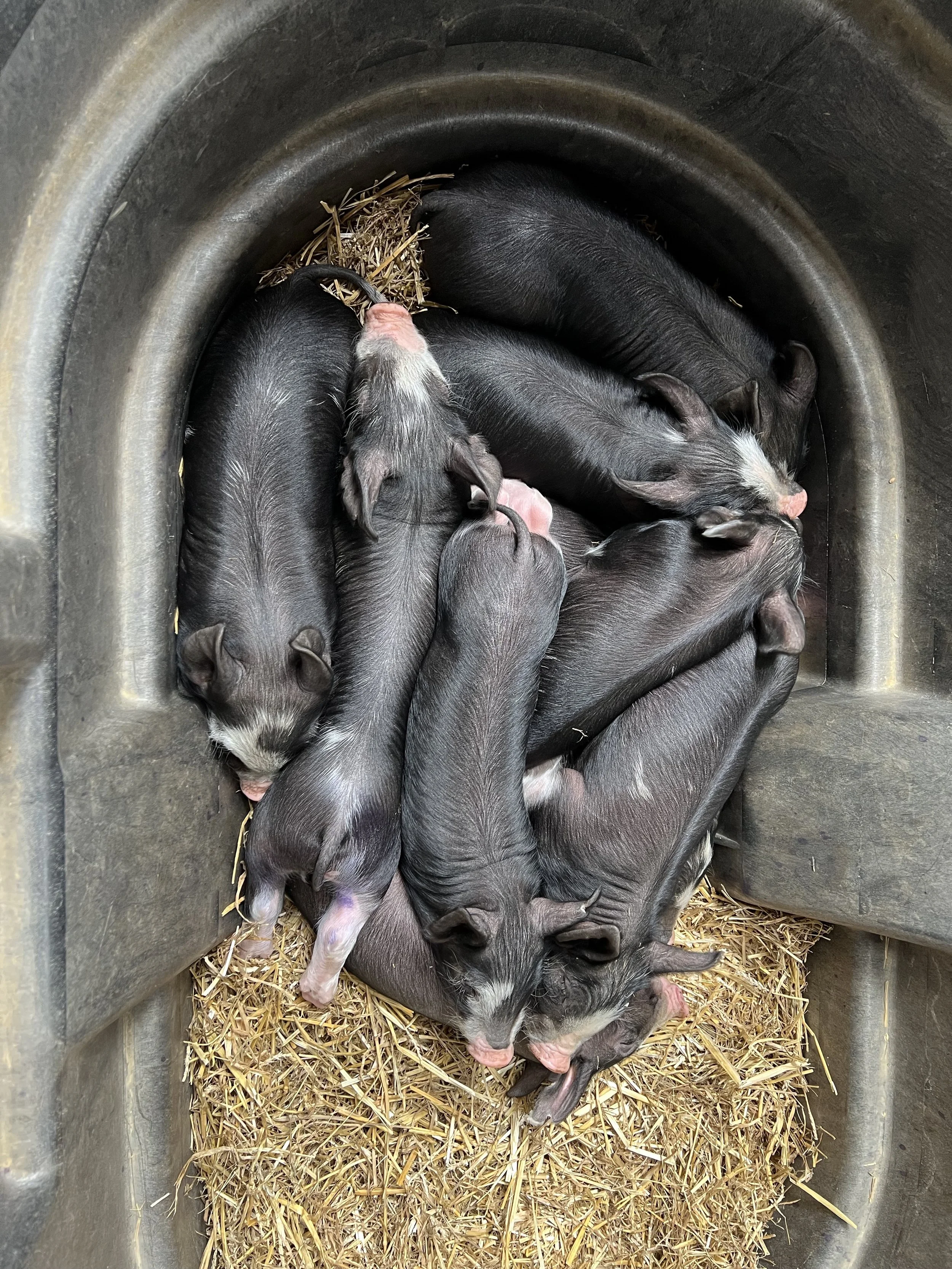 Tulip Hayes Farm Berkshire pasture raised pork and pigs