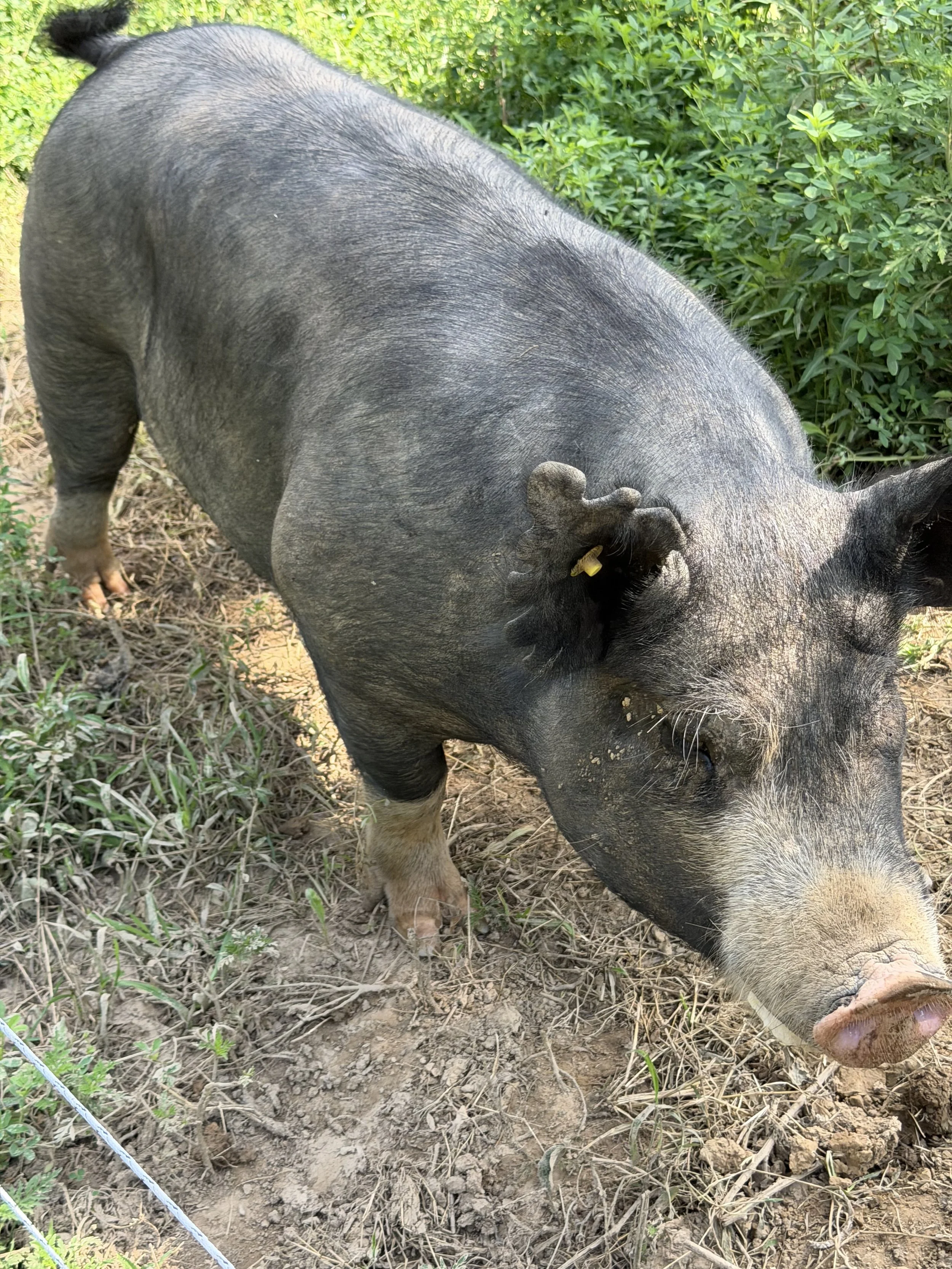 A pig standing on dirt ground surrounded by green foliage.