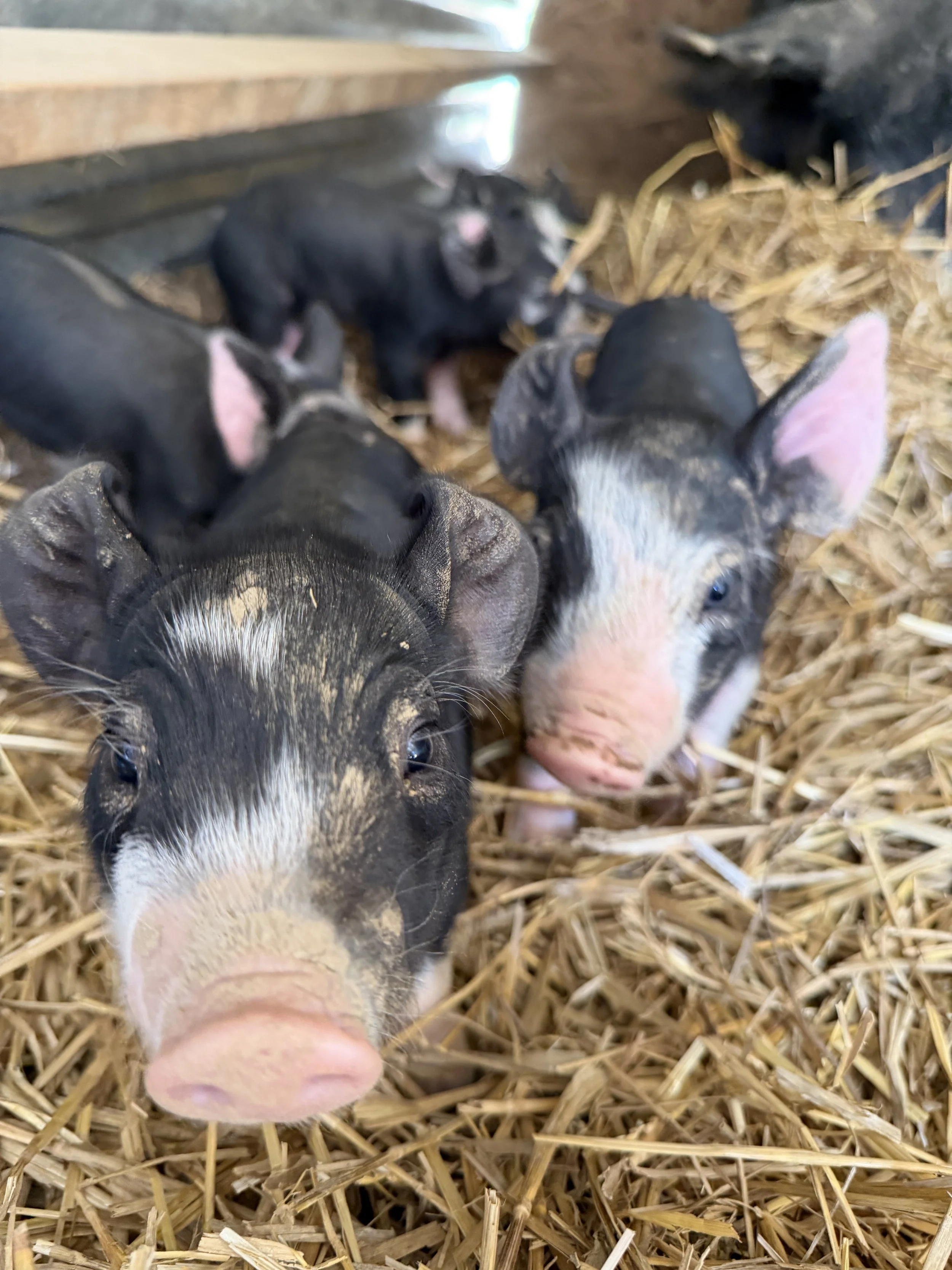 Tulip Hayes Farm Berkshire pasture raised pork and pigs