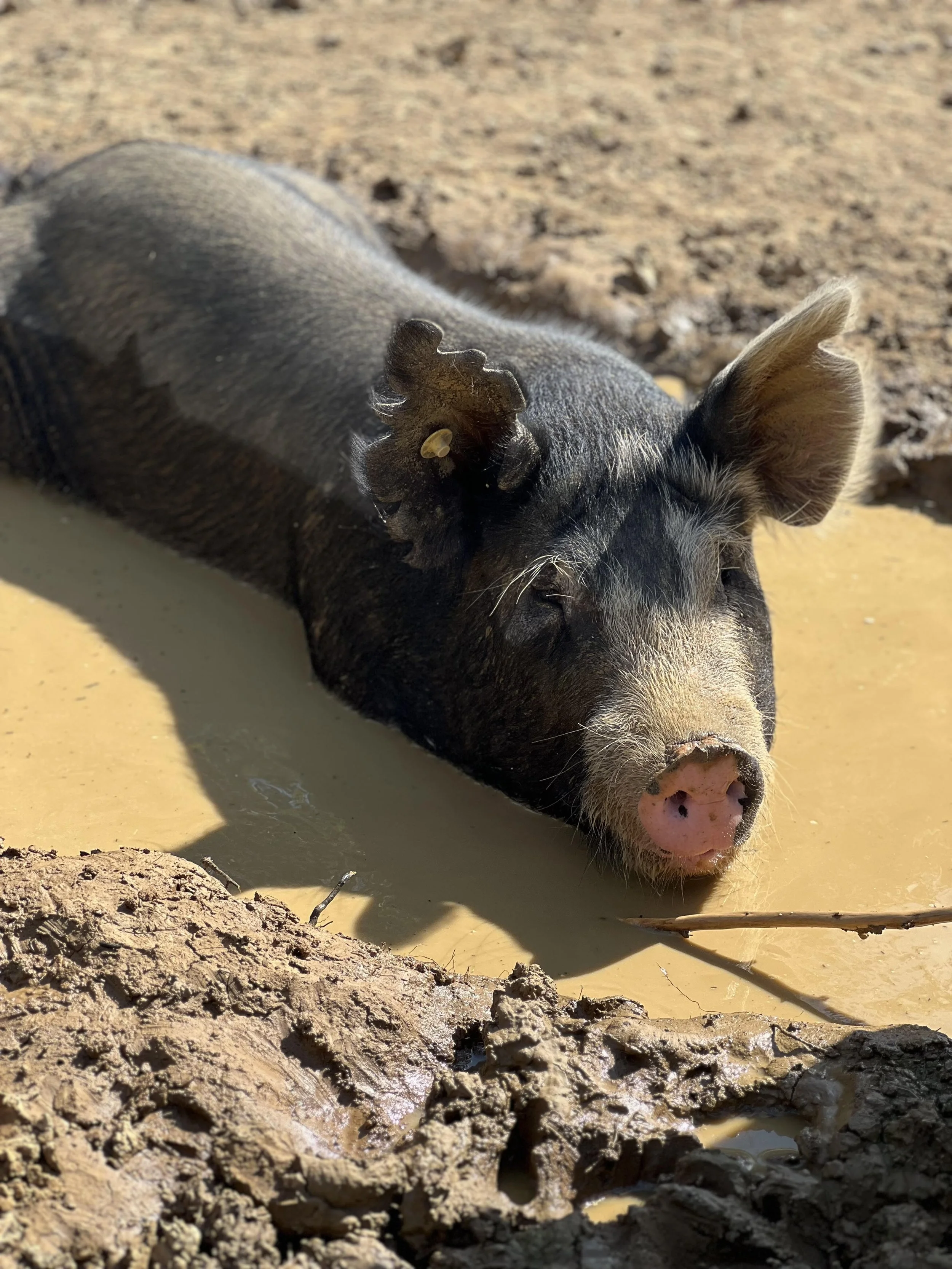 A pig lying in a muddy water hole with dirt and mud around, with part of its head and ears visible.