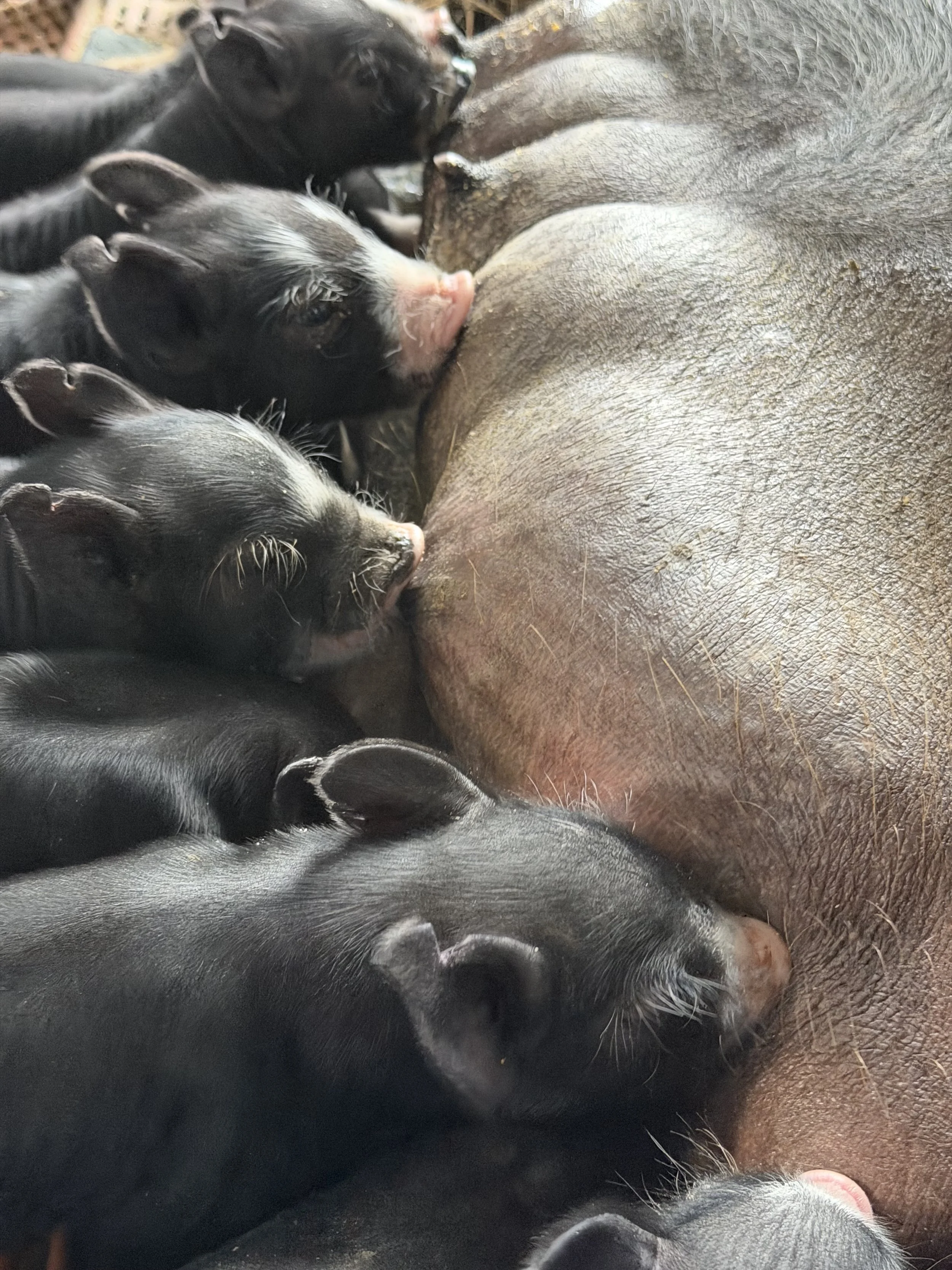 Tulip Hayes Farm Berkshire Heritage Hogs Litter #9