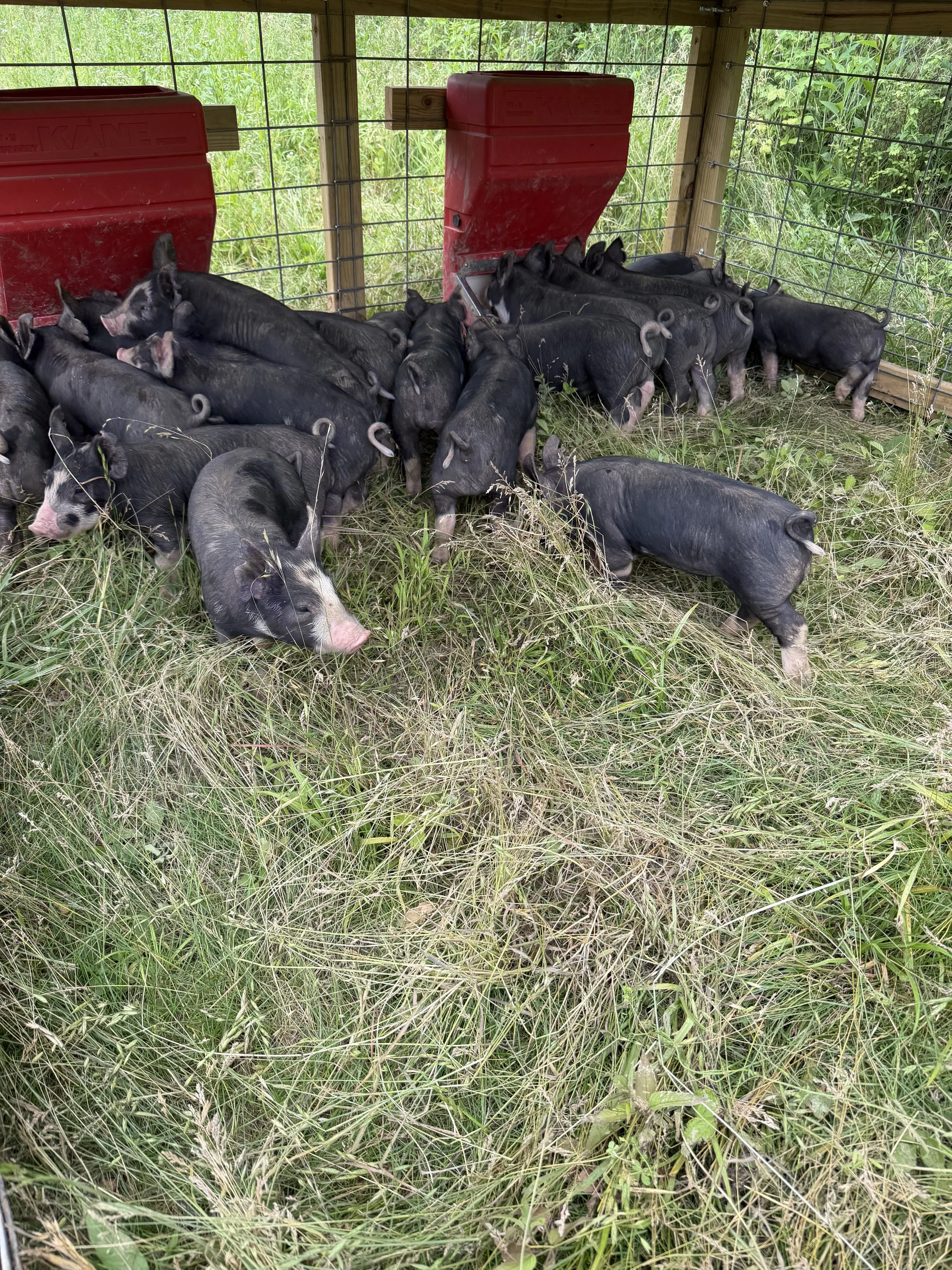 Tulip Hayes Farm Berkshire pasture raised pork and pigs