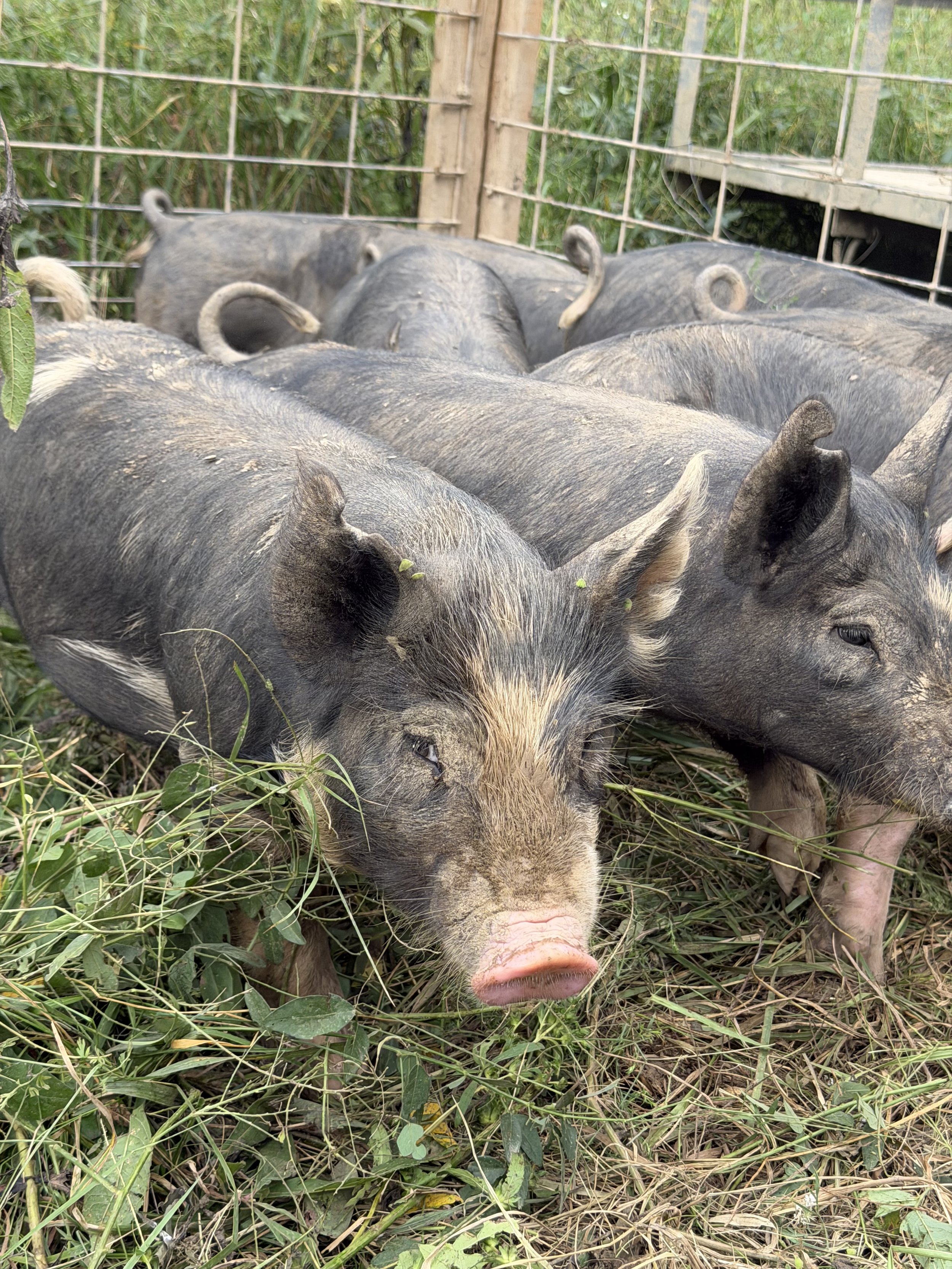 Tulip Hayes Farm Berkshire Pasture Raised Pigs and Pork Litter #10