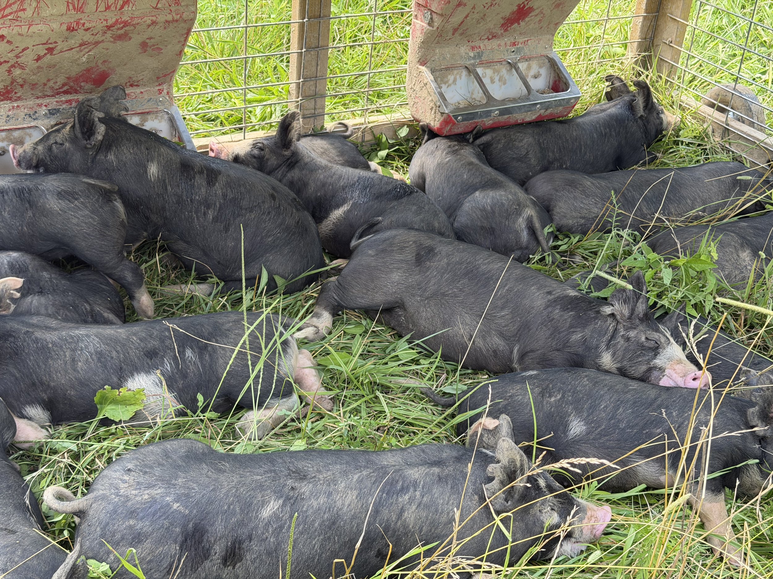 Tulip Hayes Farm Berkshire pasture raised pork and pigs