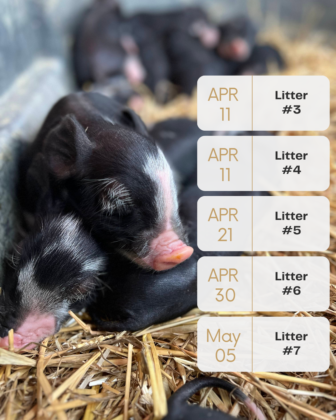 Tulip Hayes Farm berksire pasture raised pork