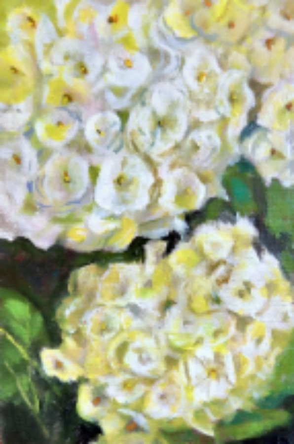 Hydrangea.jpeg