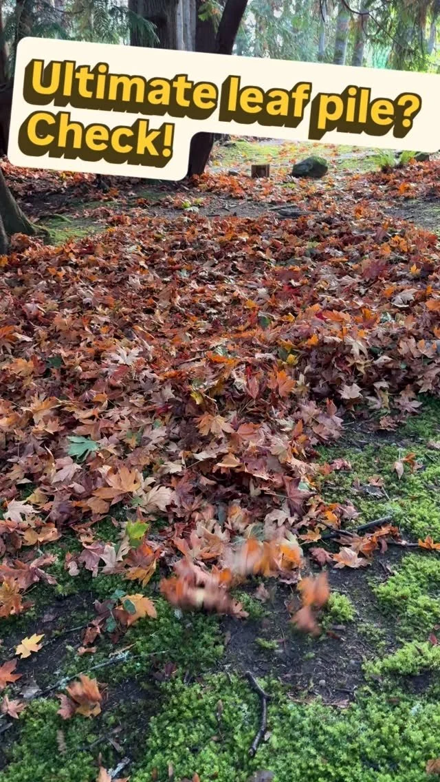 #kitsap #poulsbo #naturebasedlearning #preschool #tenderleavespreschool #earlylearning #fall