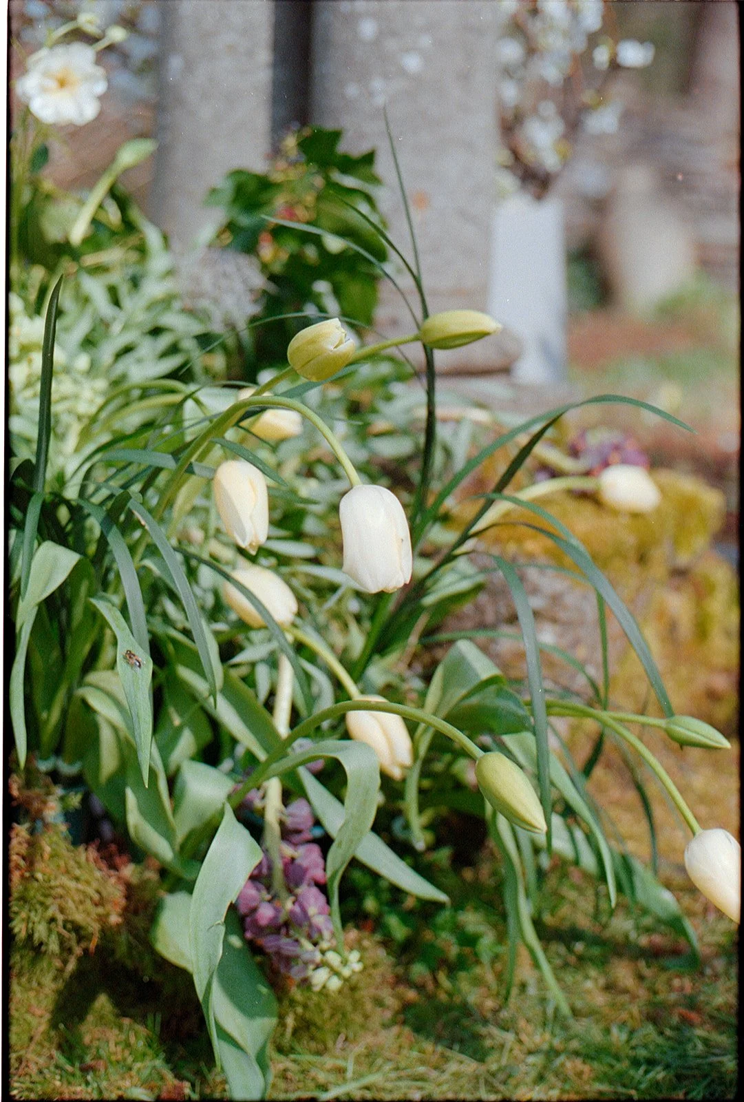 Lark Dewsall Court Charlotte Dormoy-9.jpg