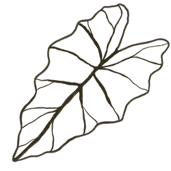 Outline drawing of a leaf with prominent veins