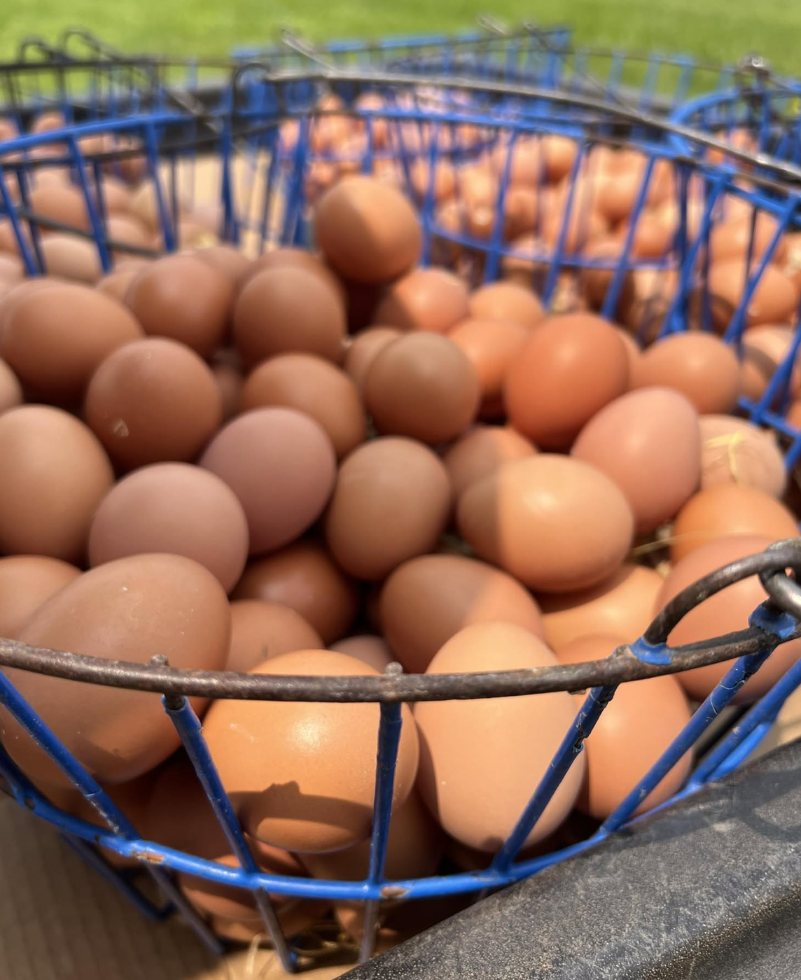 Andy's Eggs and Poultry