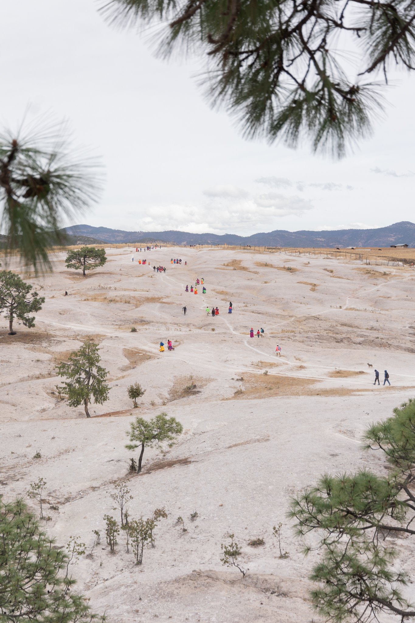 People walking on a trail in a barren, rocky landscape with sparse trees and distant hills, viewed through pine branches - Sasha at REDFISH | Creative Studio