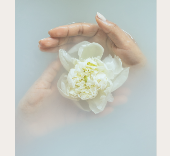 Two hands holding a white peony flower submerged in a milky bath.