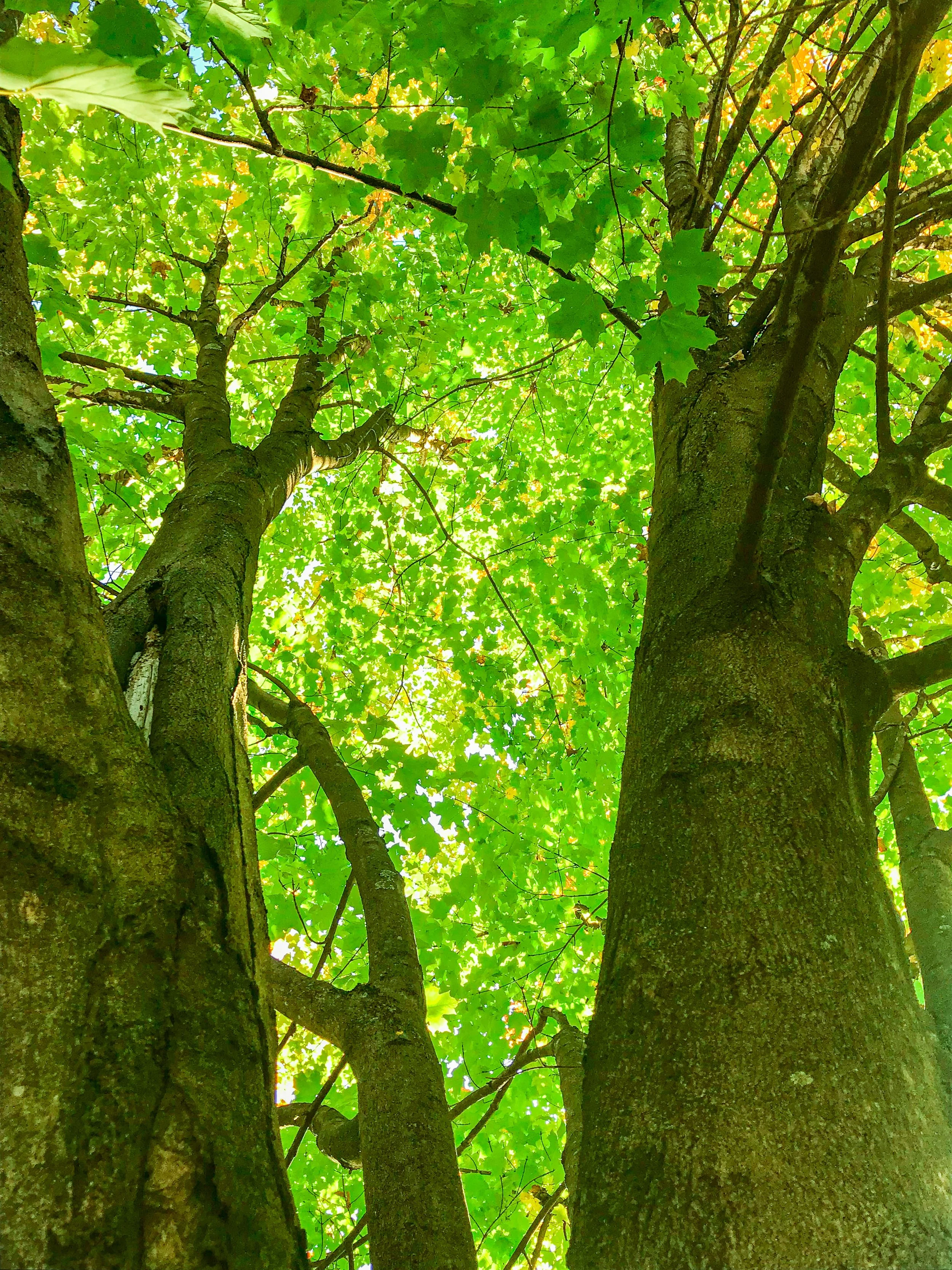 tree.jpeg