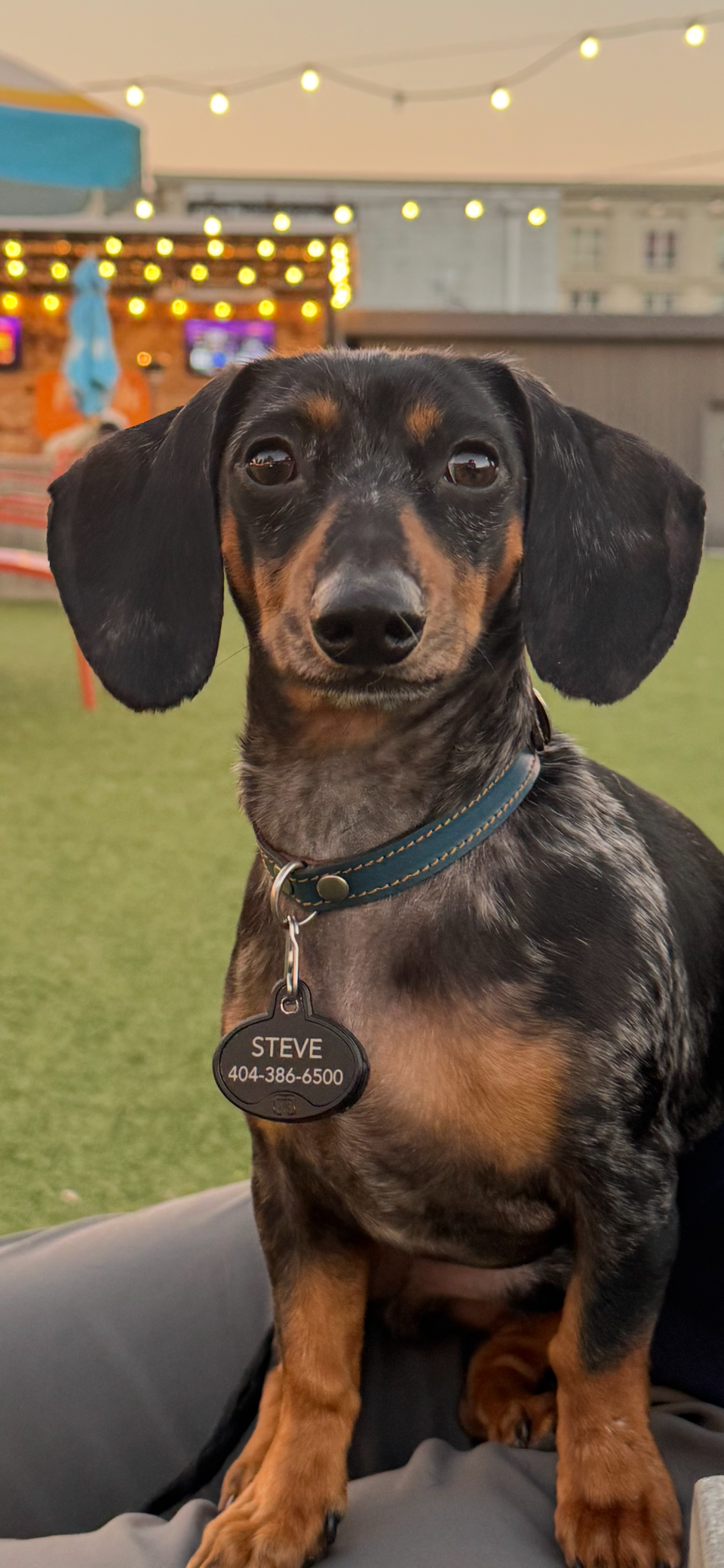Meet Steve: How a Tiny Dachshund Found His Way Into The Loudermilk Group