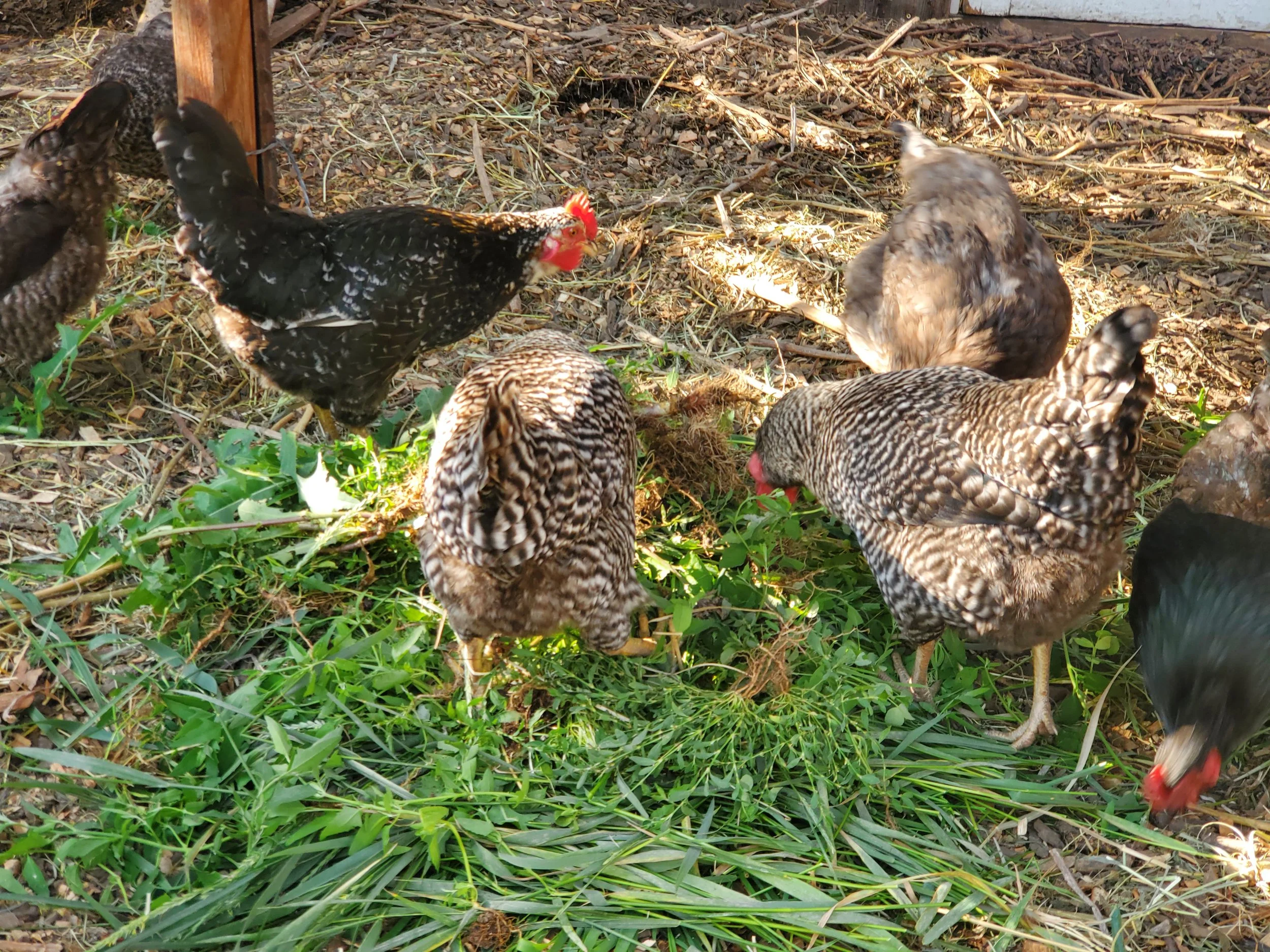 What Makes Premium Dog Treats a Smart Choice for Your Pet