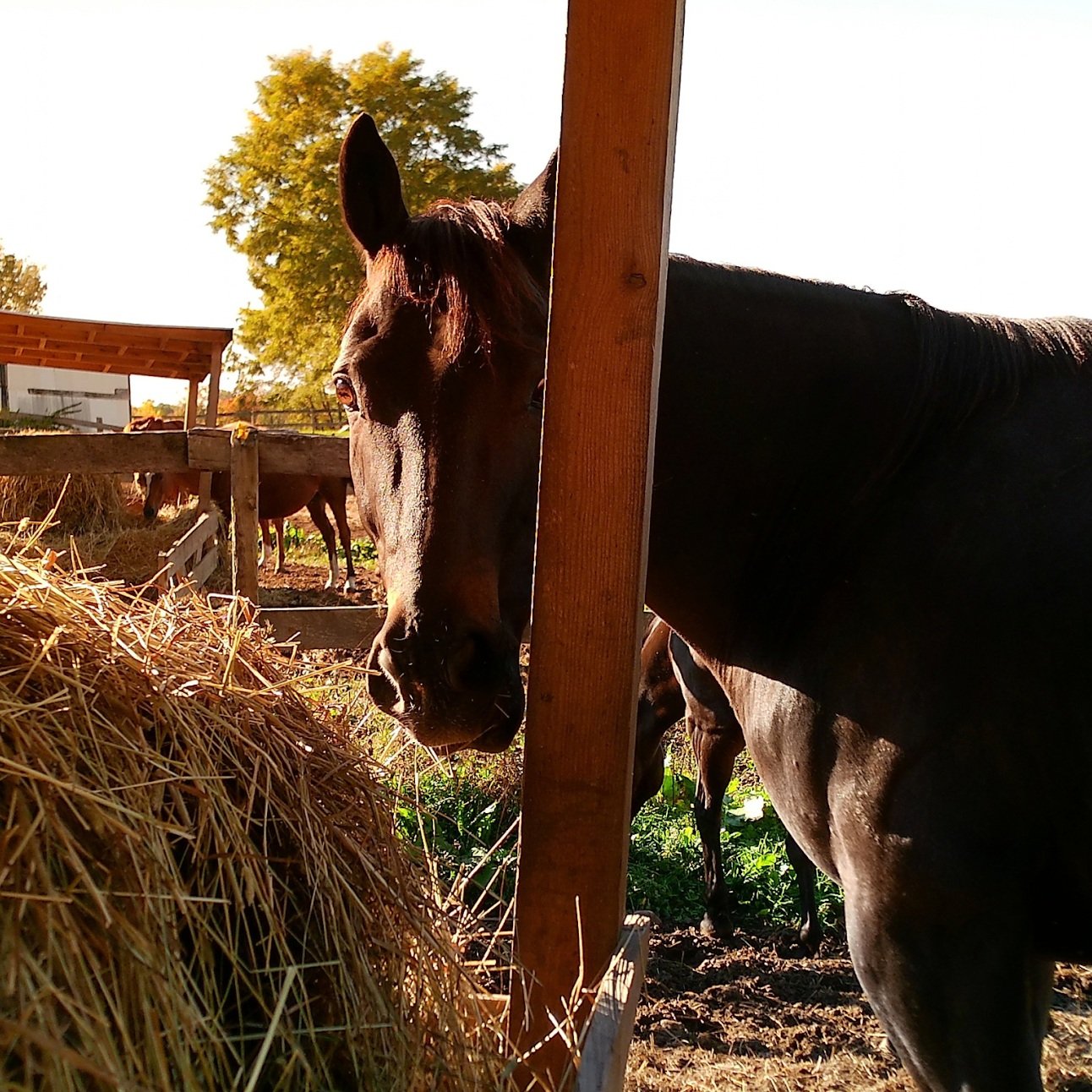What does your bodyworker mean when they say your horse is &ldquo;out in the poll&rdquo;?

Let&rsquo;s start with the anatomy.

The atlas, or C1, is the first cervical vertebra and sits directly beneath the skull. It connects with the skull at the at