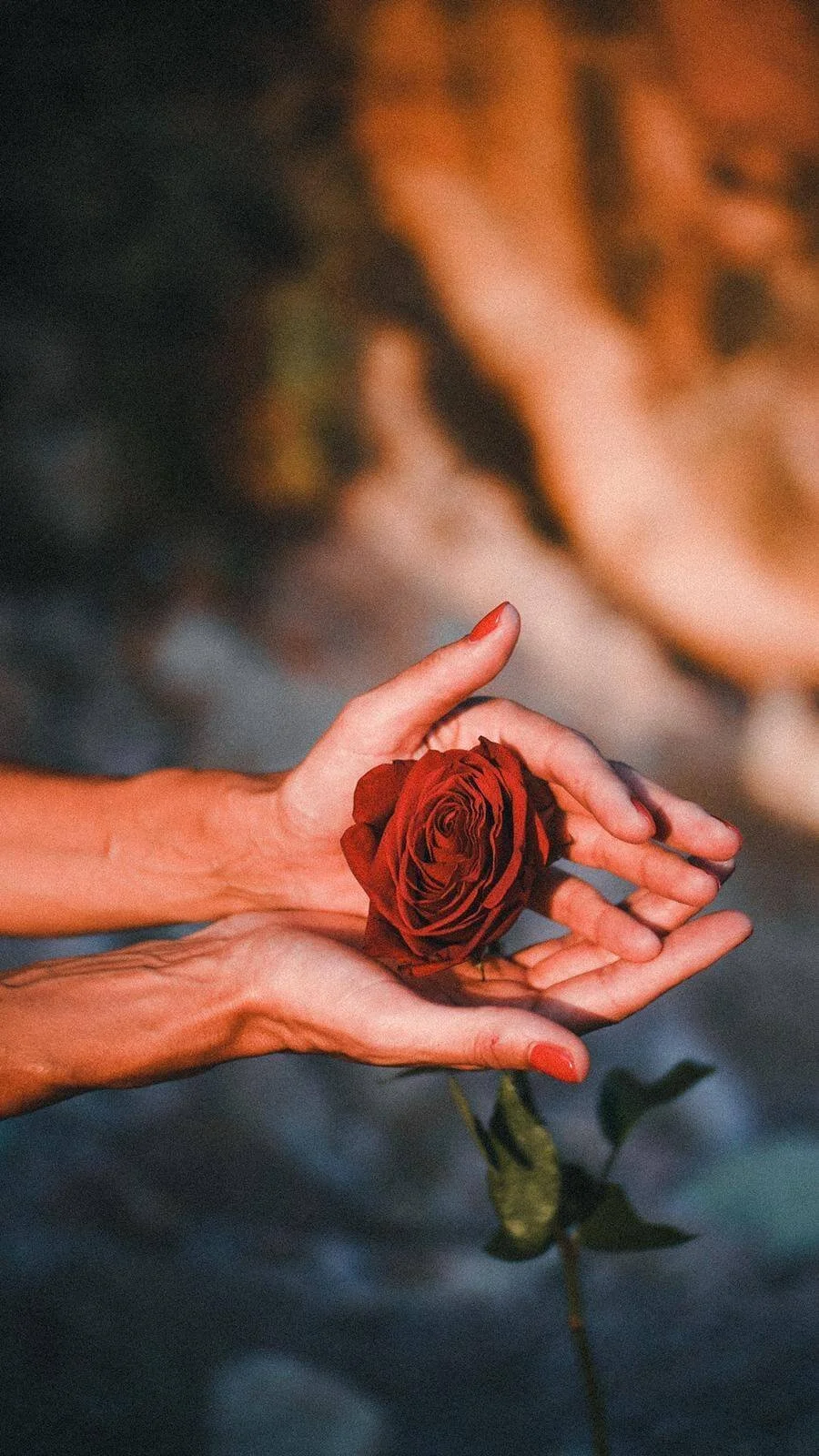 Rosa entre las manos.JPG