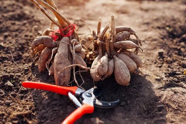 tuber1.jpg (Copy)